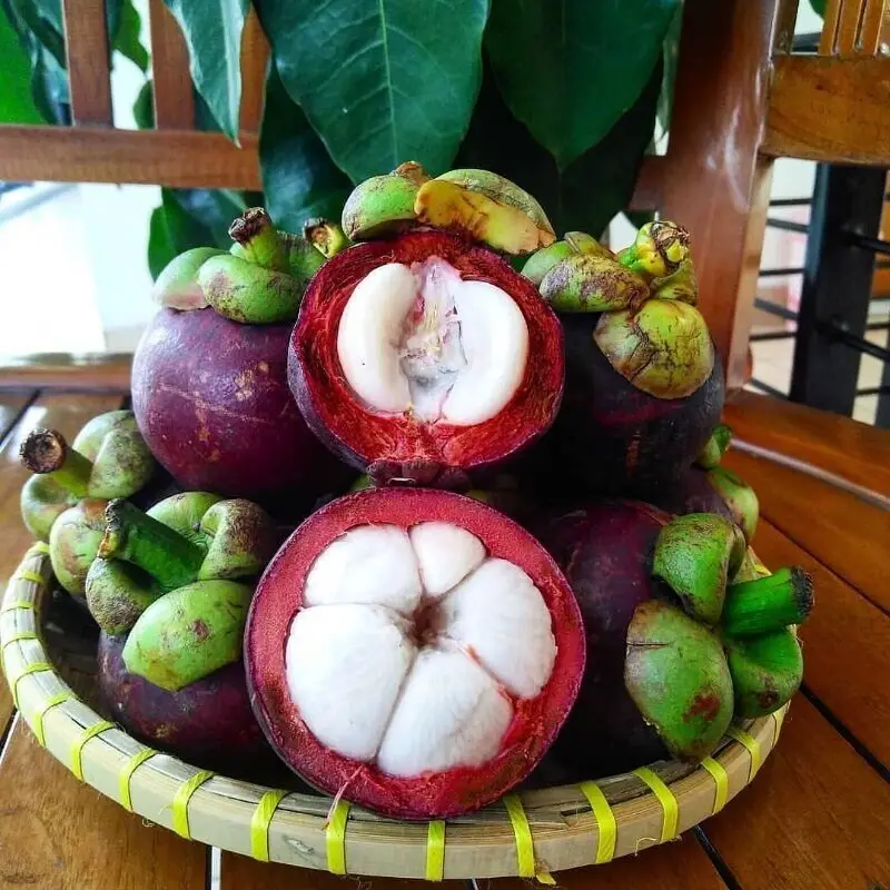 Mangosteen Fruit A Tropical Delight with Remarkable Health Benefits 3 Mangosteen Fruit A Tropical Delight with Remarkable Health Benefits