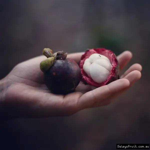 Mangosteen Fruit A Tropical Delight with Remarkable Health Benefits 4 Mangosteen Fruit A Tropical Delight with Remarkable Health Benefits