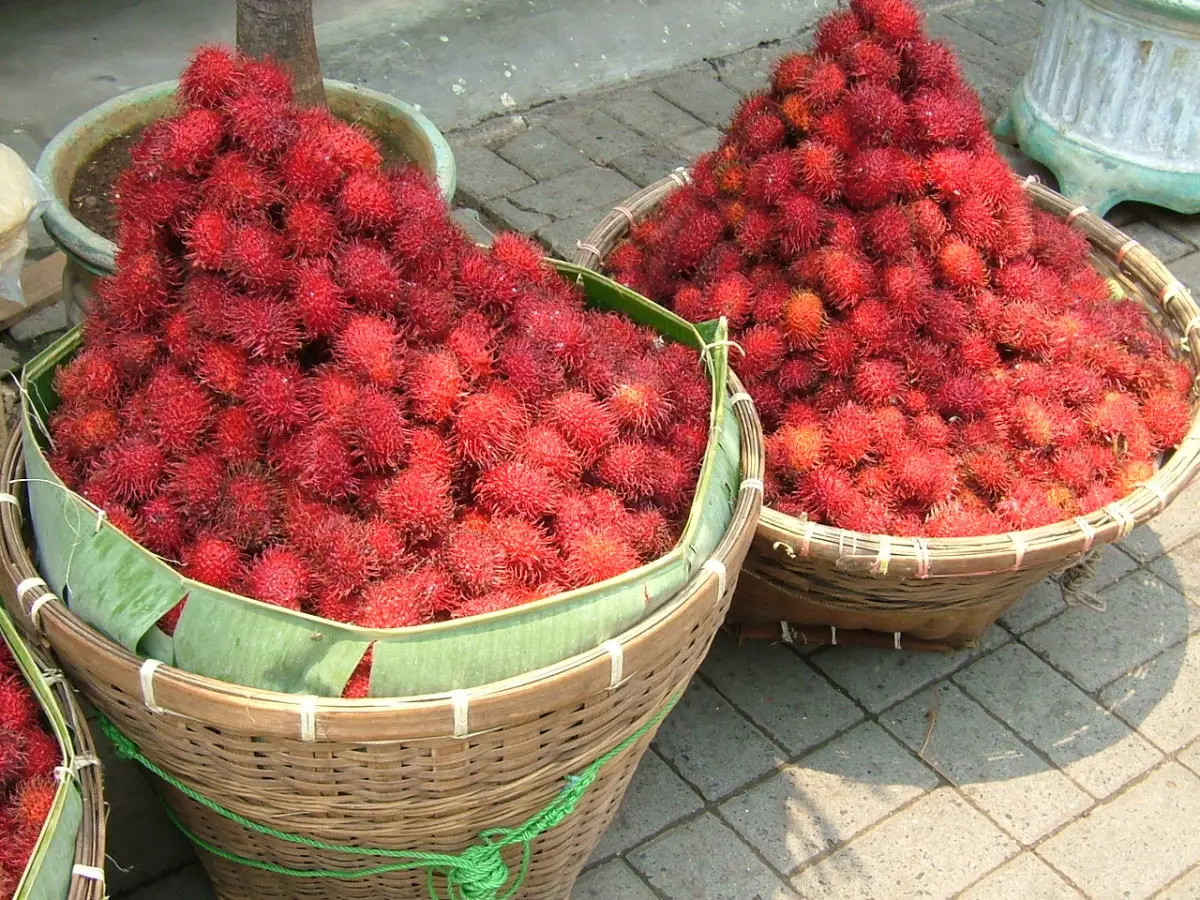 The Intriguing Rambutan Fruit: A Comprehensive Exploration 9 The Amazing Rambutan Fruit A Comprehensive Guide