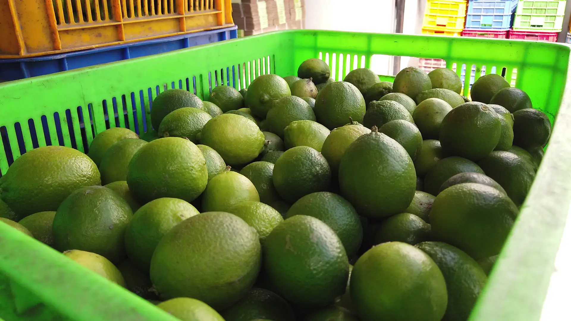Comprehensive manual for Seedless lime without Seeds 3 Seedless Lime A Comprehensive Guide