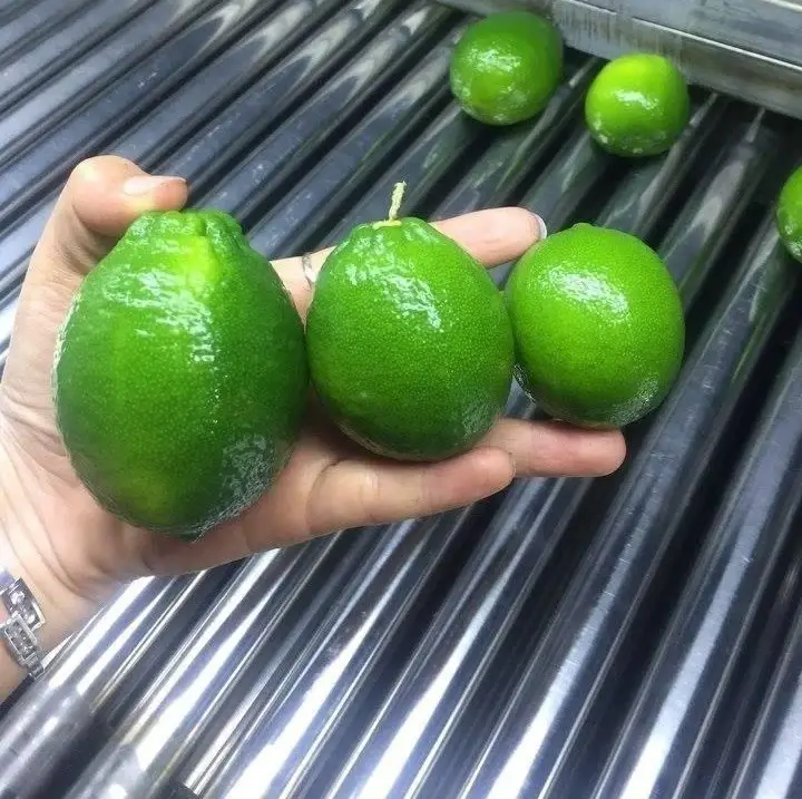 Comprehensive manual for Seedless lime without Seeds 6 Seedless Lime A Comprehensive Guide