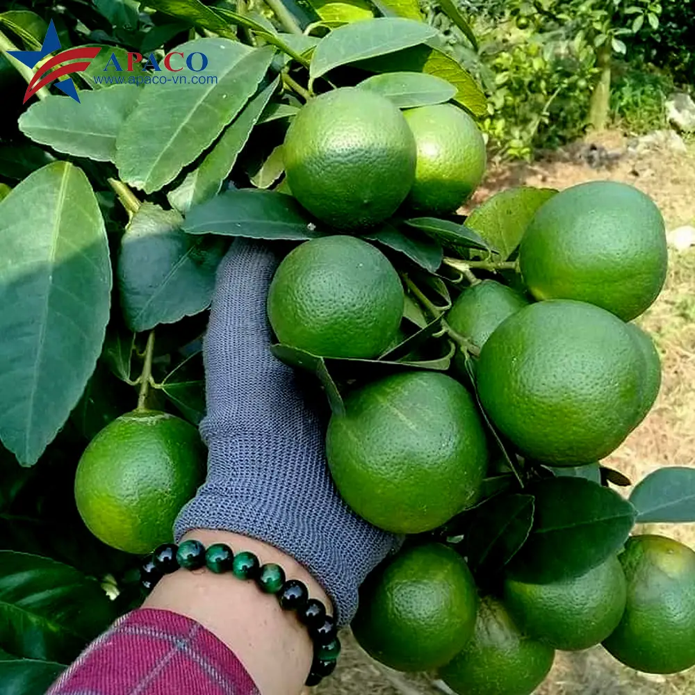 Comprehensive manual for Seedless lime without Seeds 8 Seedless Lime A Comprehensive Guide