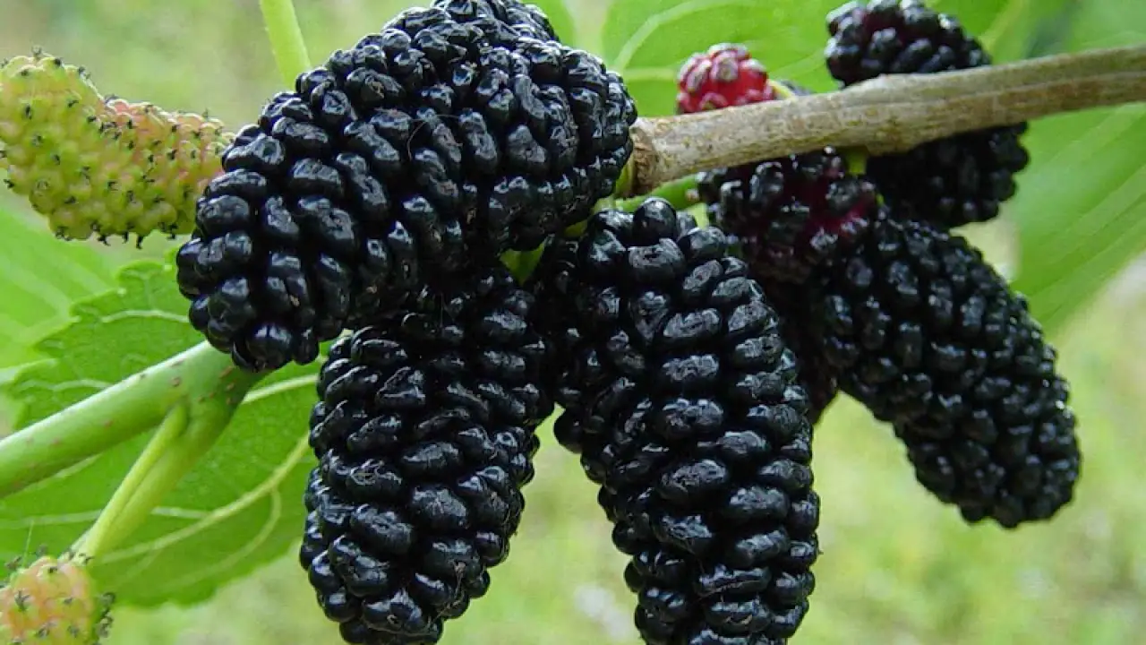 #1 Mulberry Wine Storage and Aging Tips 3 Mulberry Wine