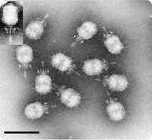 Phi29 bacteriophage