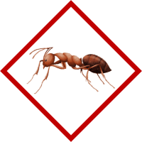 "HOUSE" ANTS