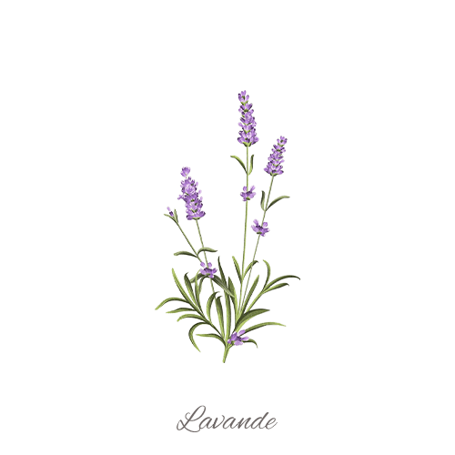 Lavande FR ING 2023