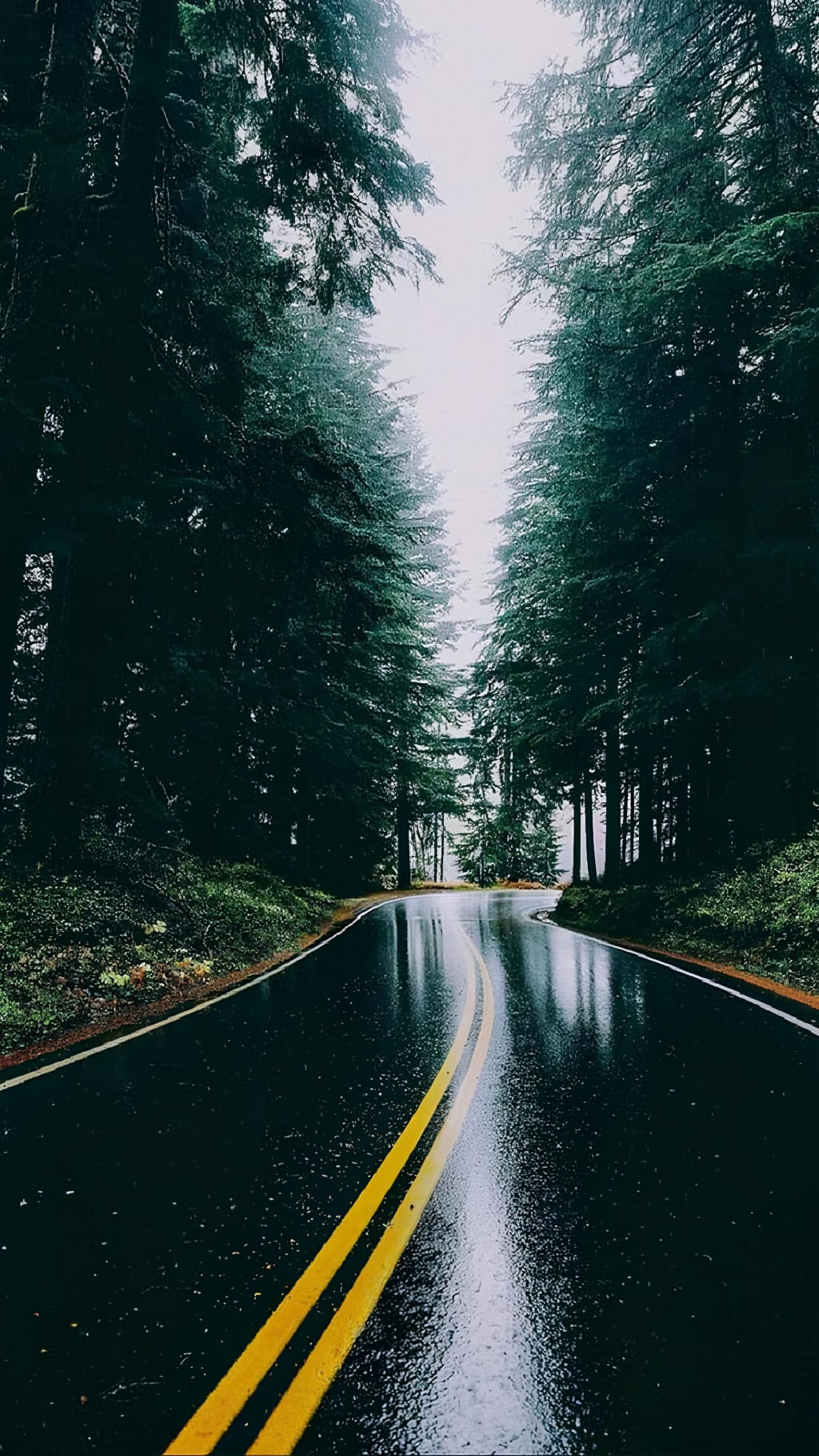 A wet asphalt road with yellow center lines stretches through a dense evergreen forest under overcast sky, creating a moody a