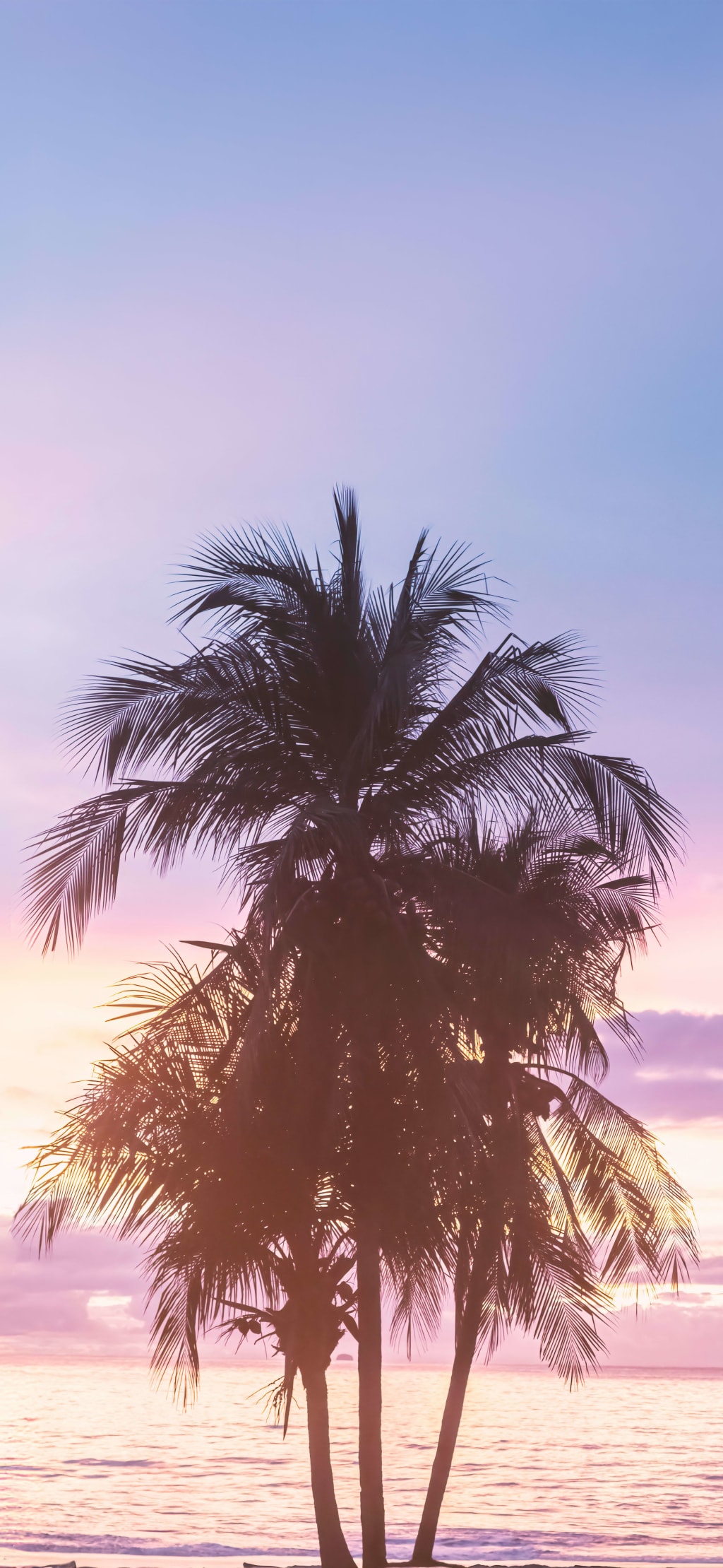 Silhouetted palm tree against a gradient sky of pink, purple, and blue hues during sunset, with ocean visible in the backgrou