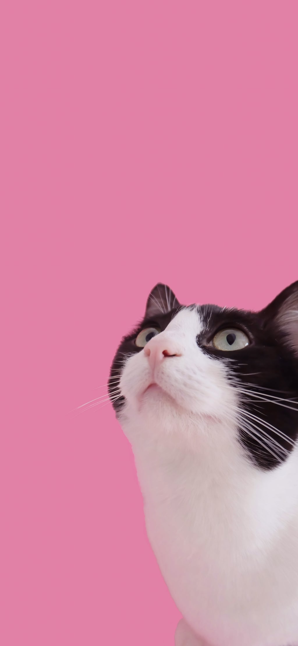 Black and white cat looking upward against a solid pink background with wide curious eyes and alert expression