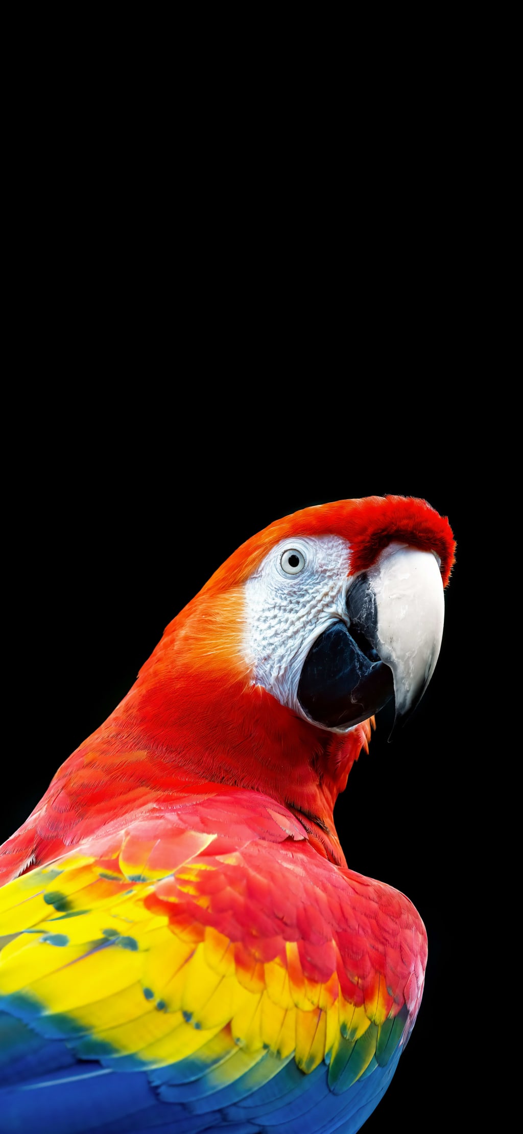 Striking red macaw with yellow and blue wing feathers against a black background, displaying detailed head and eye profile