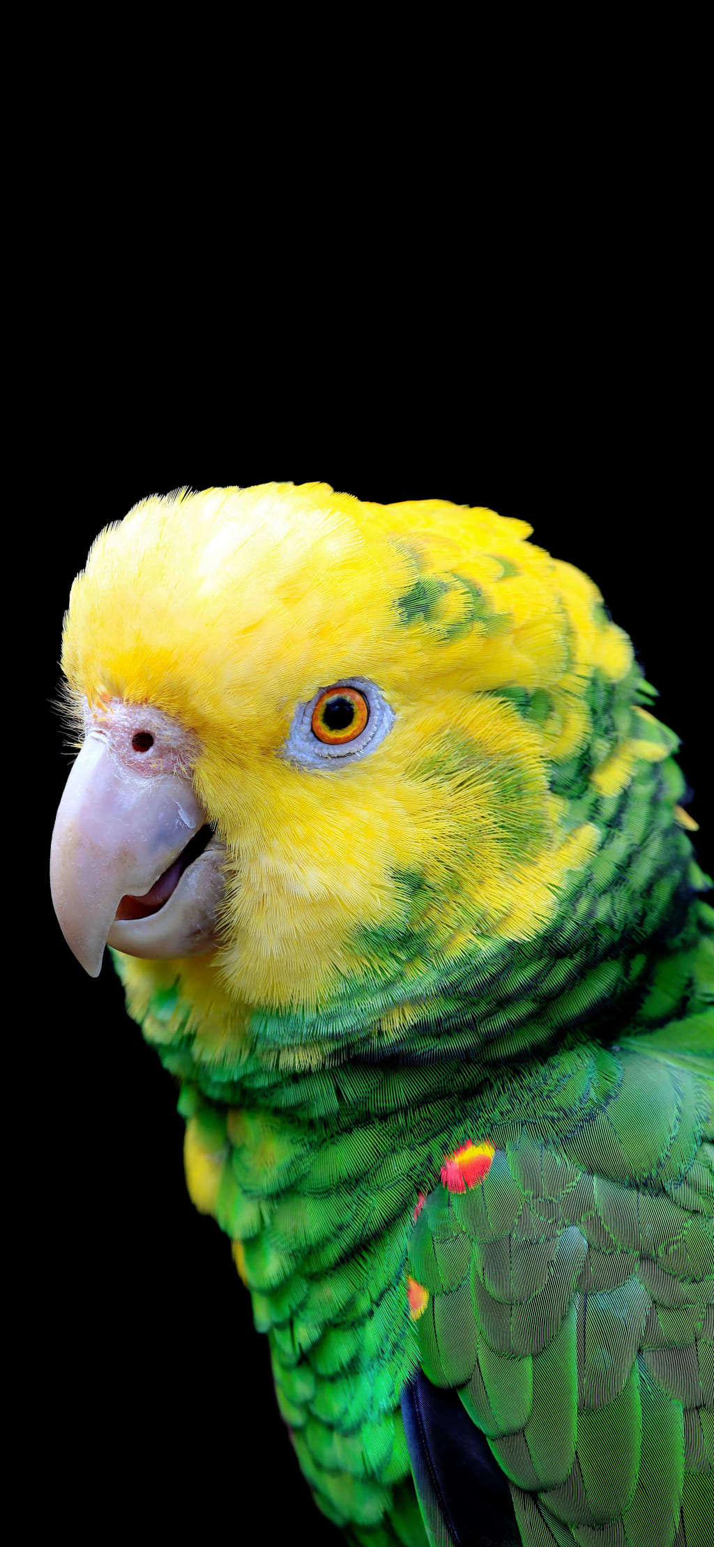Close-up portrait of a colorful parakeet with bright yellow head, green wings, and distinctive orange eye against black backg