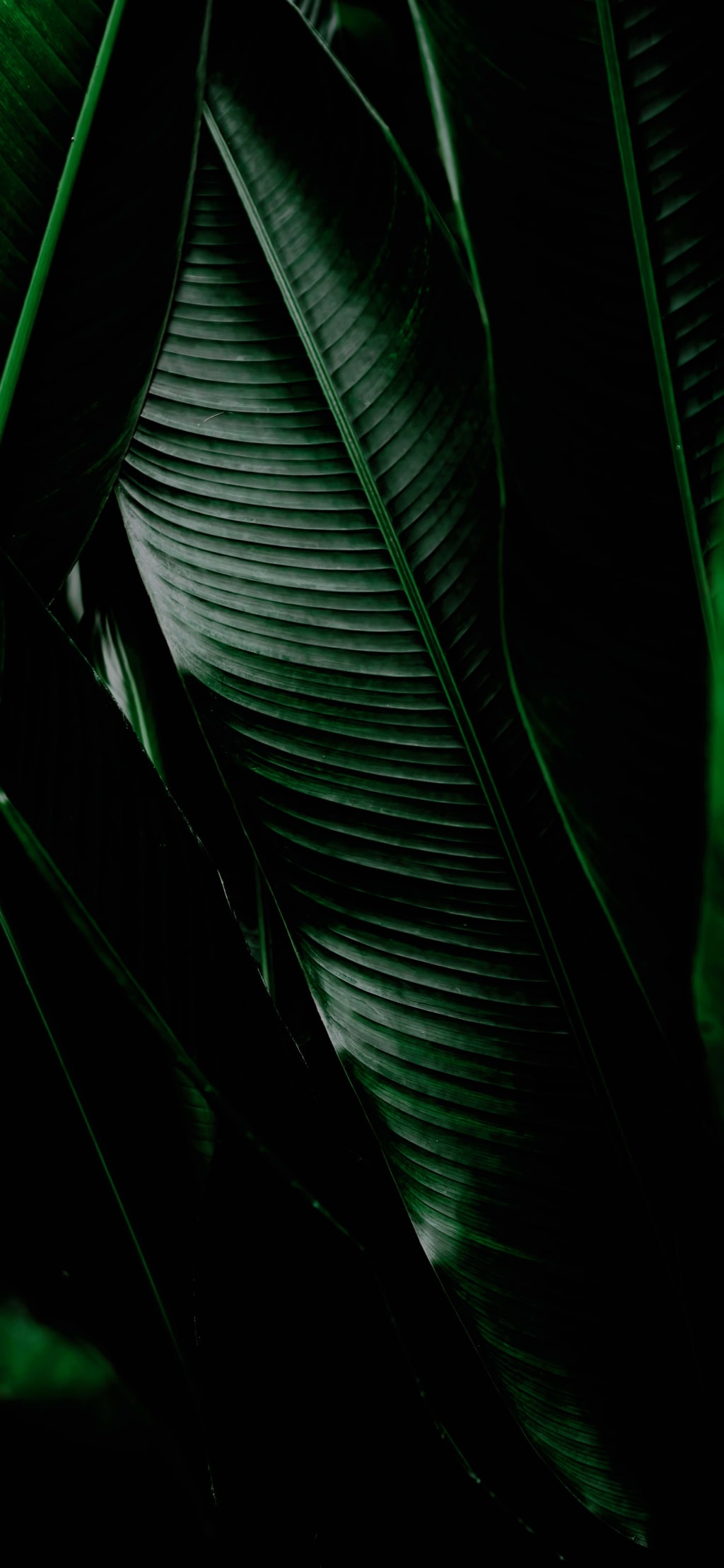 Close-up of layered green tropical leaves with intricate parallel veins and striations against a dark black background