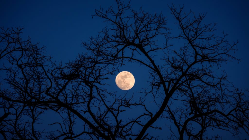 Full moon glowing pale yellow between silhouetted bare tree branches against a deep blue twilight sky, creating a serene nigh