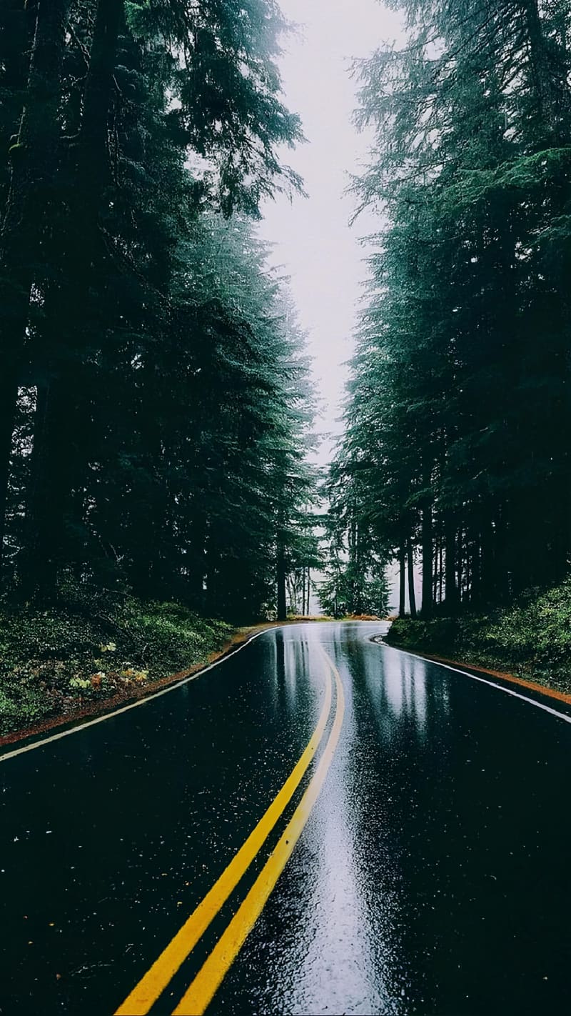 Rainy Forest Road Through Tall Trees