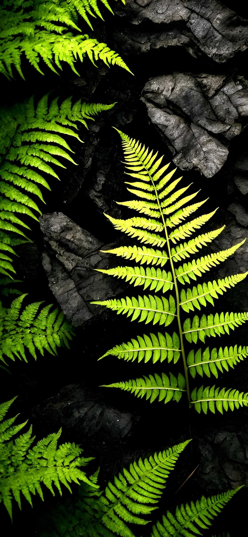 Luminescent Ferns Against Dark Stone