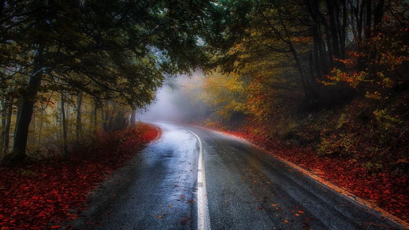 Autumn Road Through Misty Forest