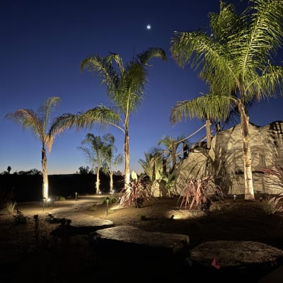 Palm tree landscape uplighting