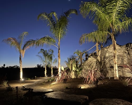 Palm tree landscape uplighting