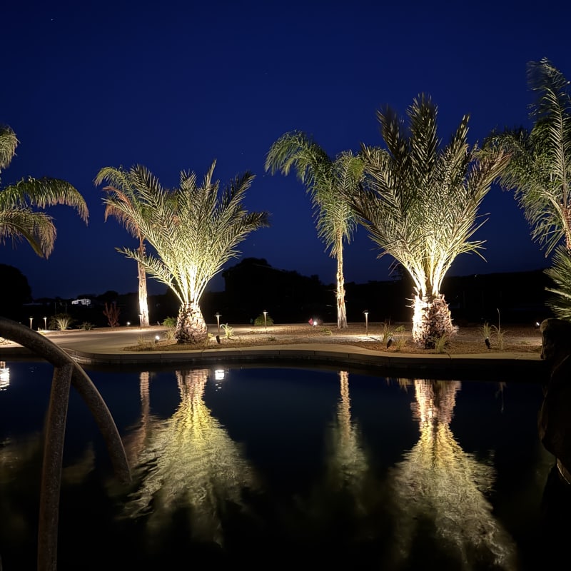 Pool with palm reflections at night