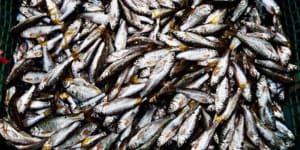 ikan bilih