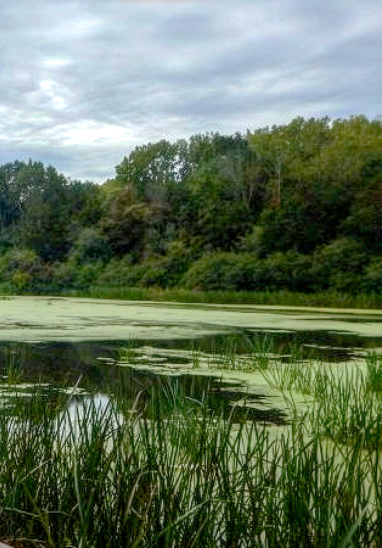 Vosburgh Swamp