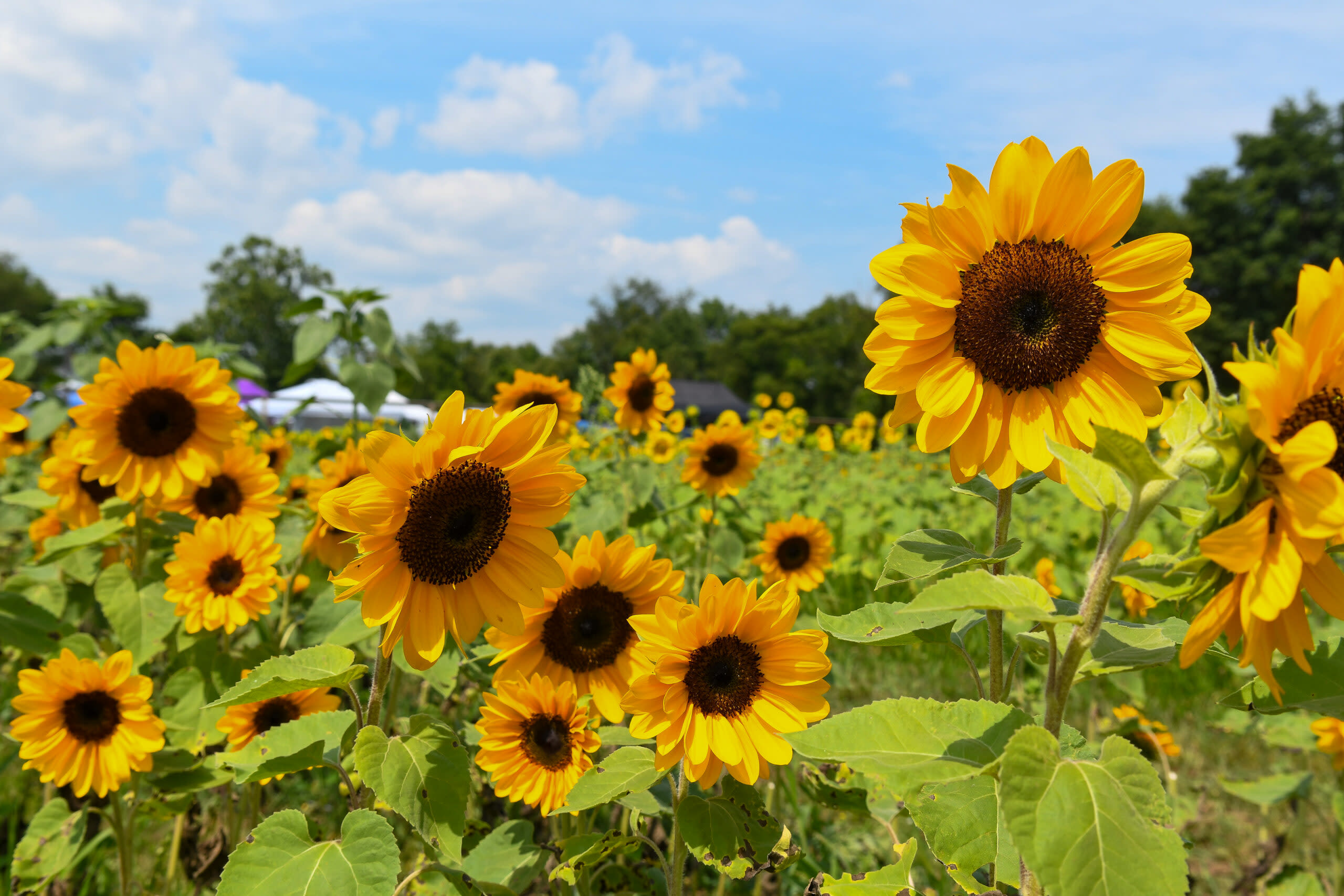 Sunflower & Sangria Festival at Meadowbrook Farm