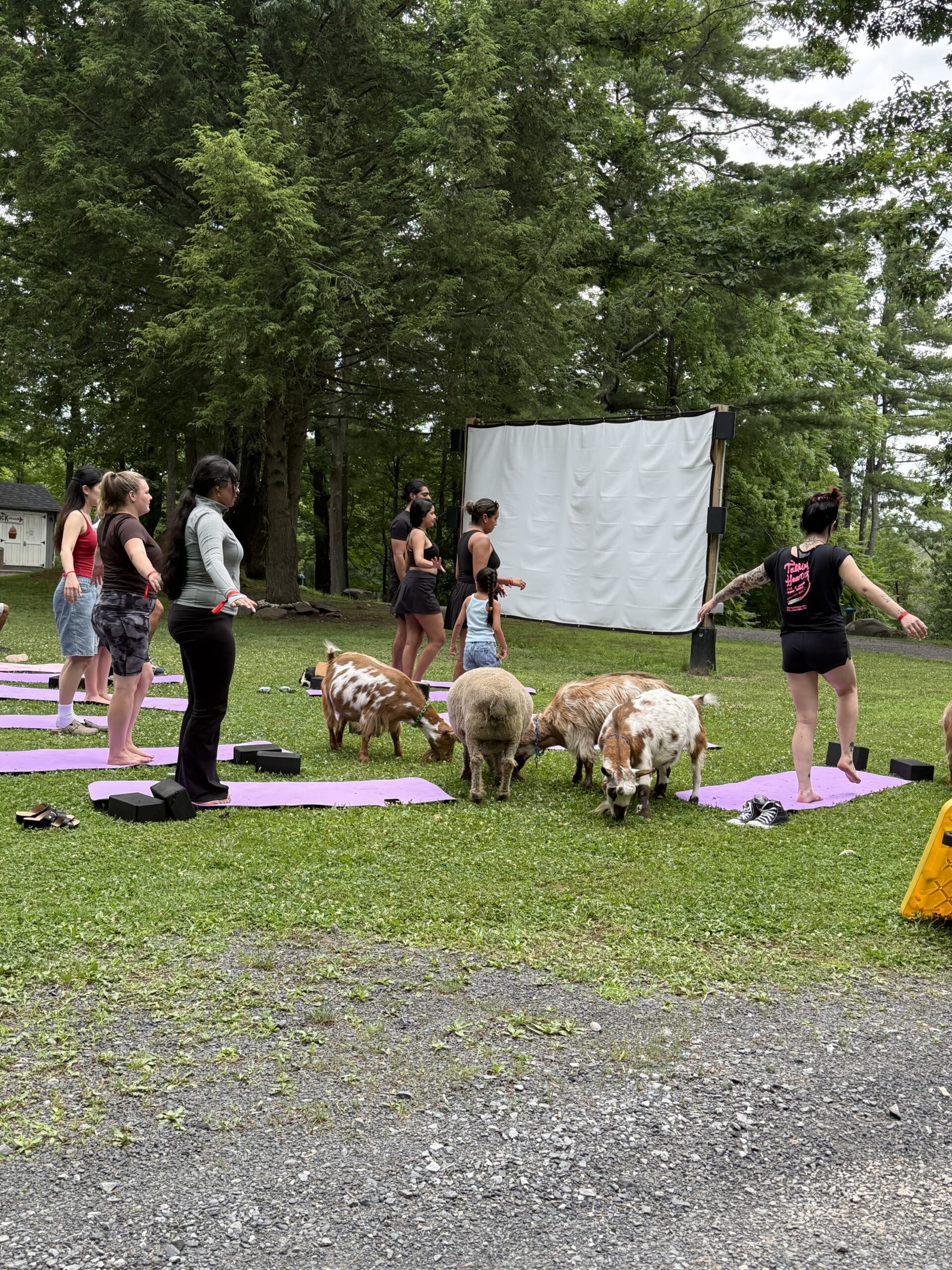 Group participating in outdoor yoga class with goats on a grassy field surrounded by tall trees.