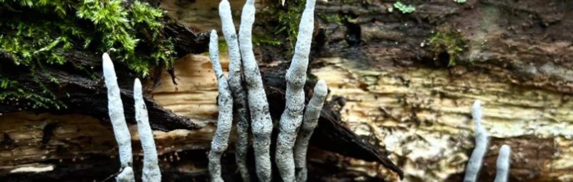 Forest and Fungi Ecology Walk — image 1