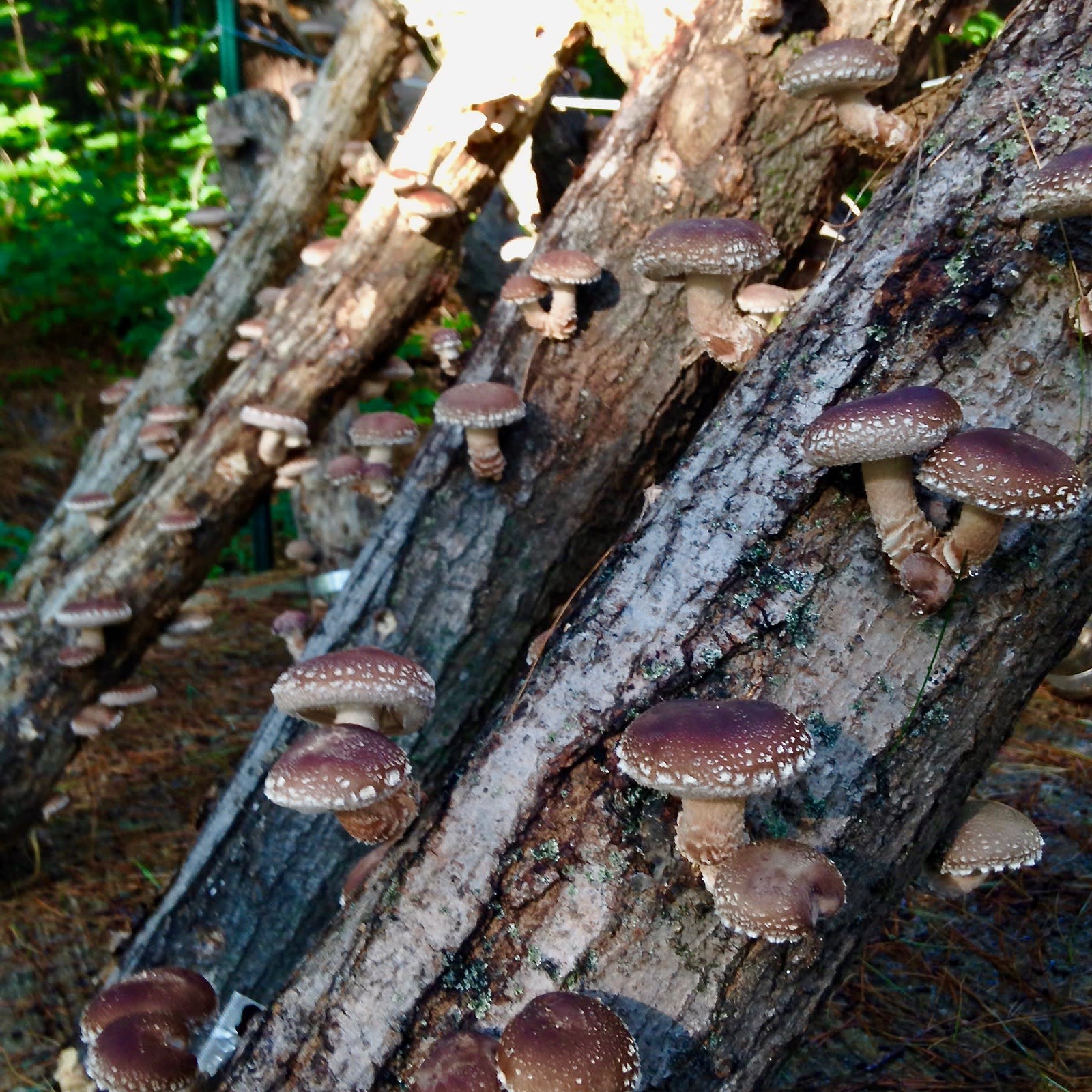 Forest Farming Intensive