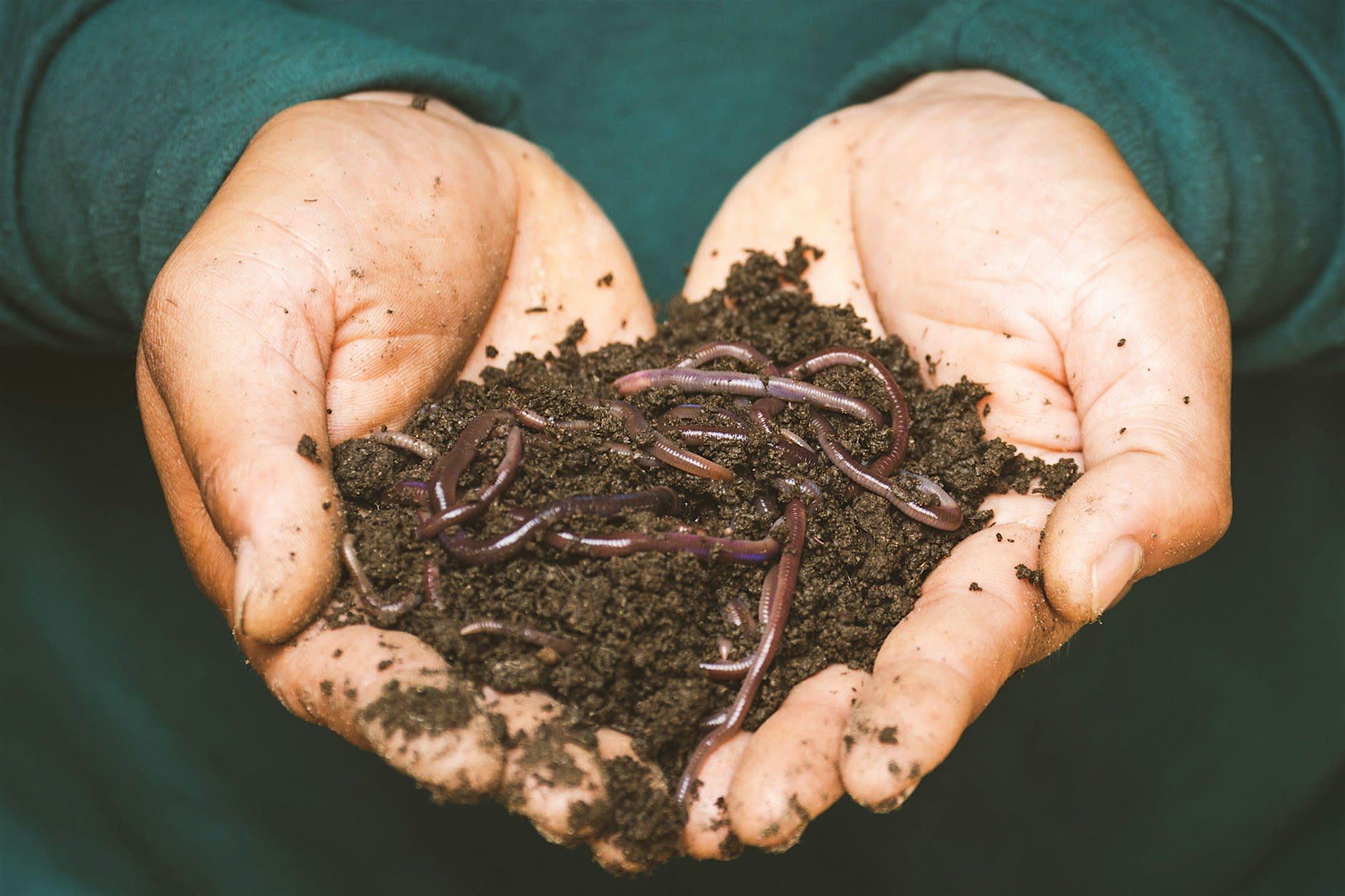 Tent Talk – Vermicomposting: Build Your Own Worm Bin