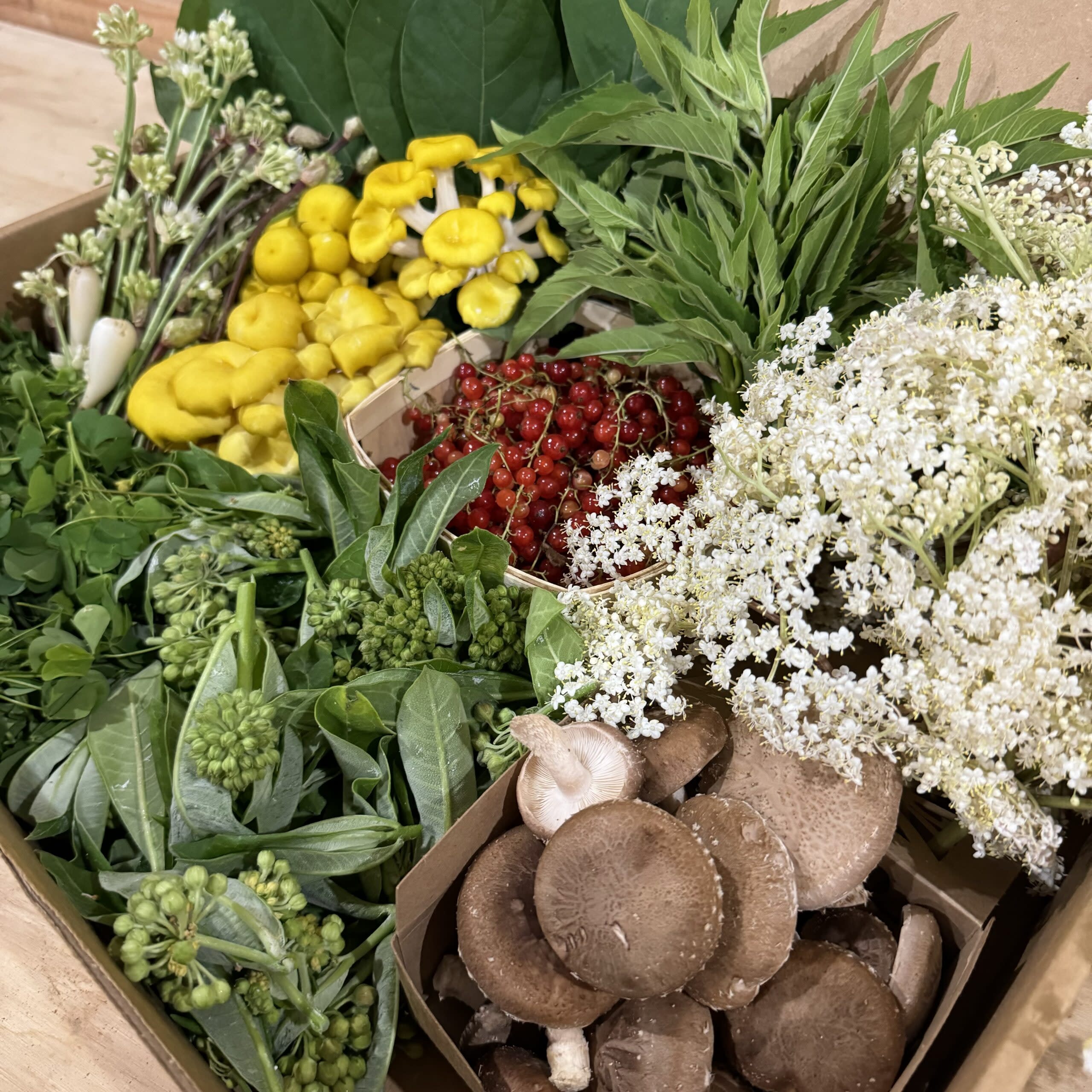 September Foraging Workshop