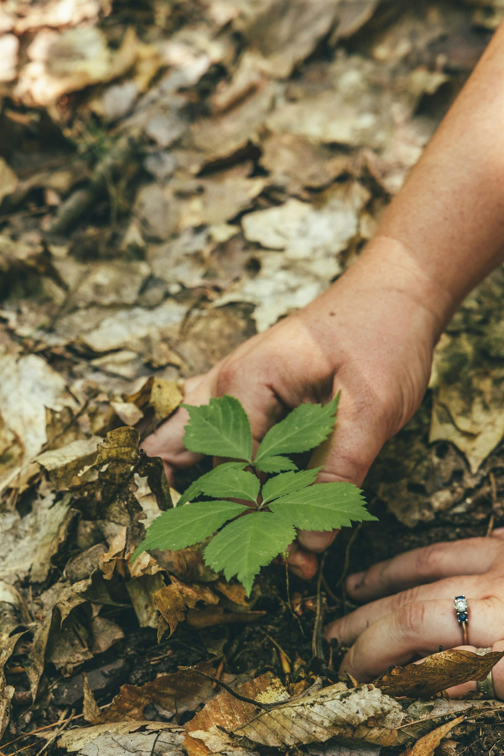 Tent Talk/Forest Walk – Forest Farming Fundamentals