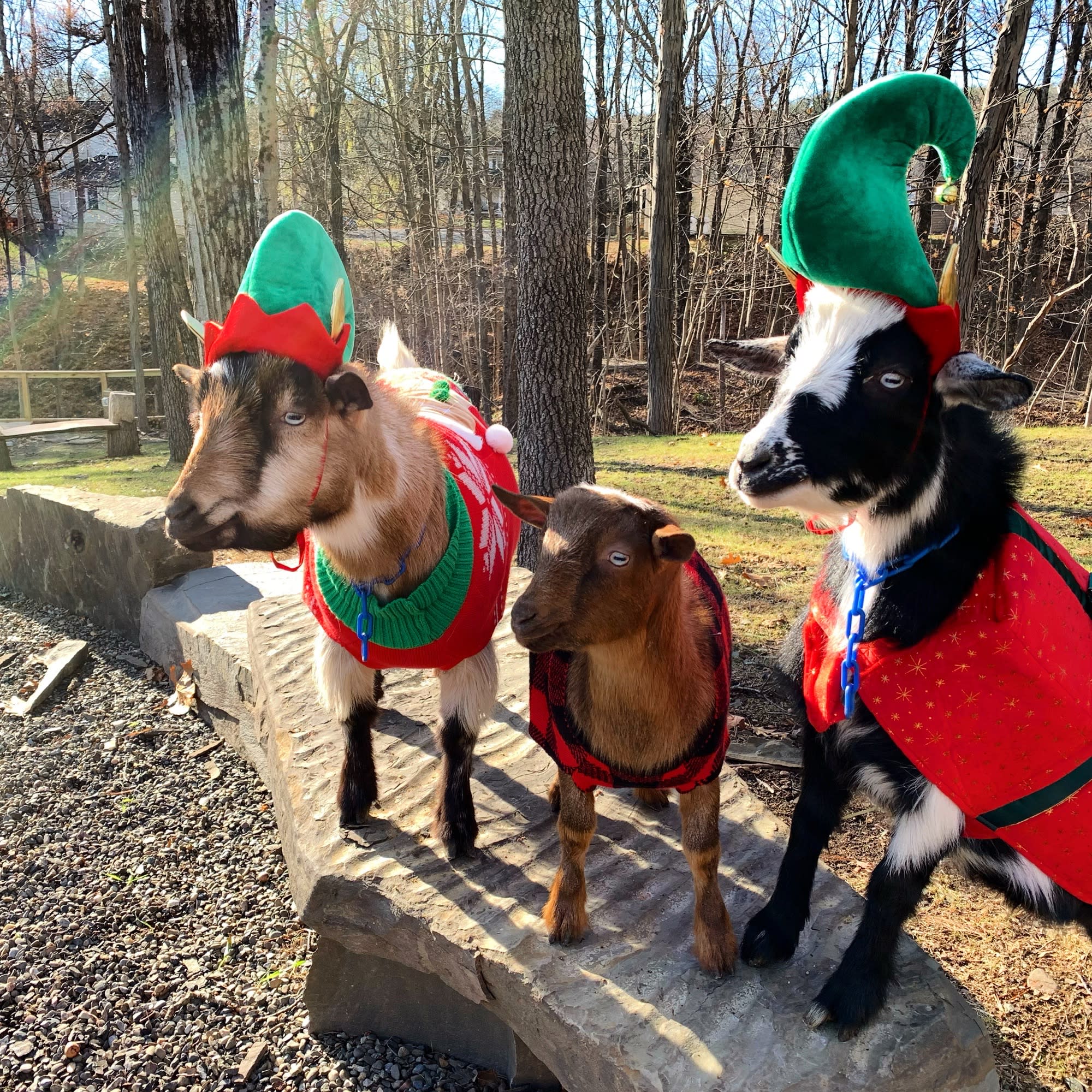 Holiday Goat Parade — image 1