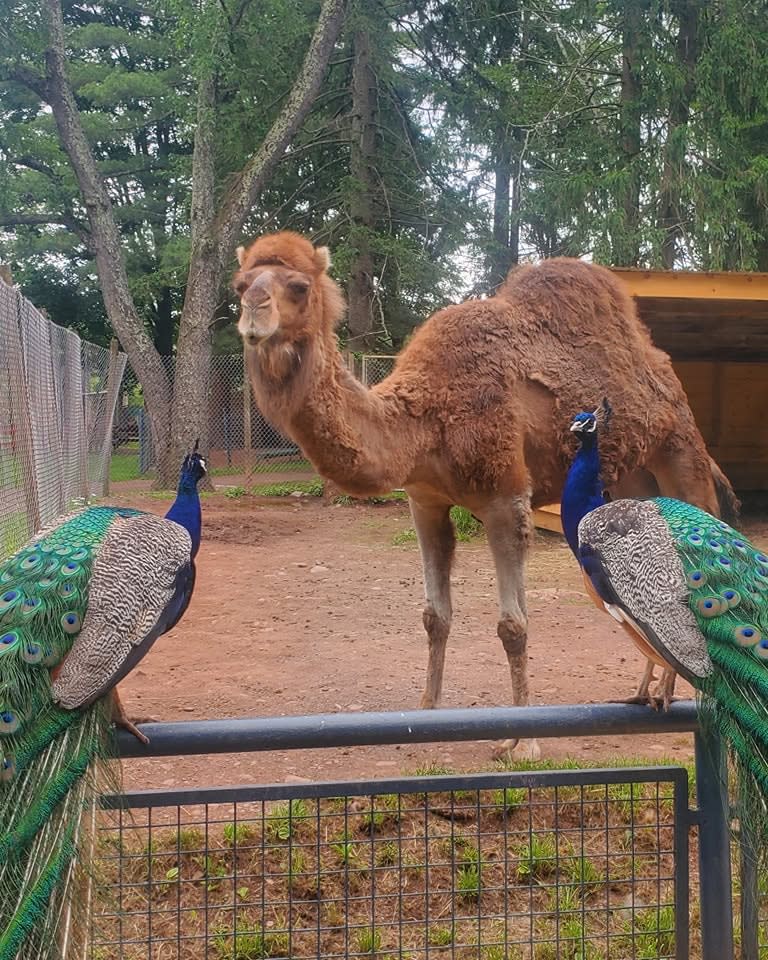 Fall Harvest Festival at Bailiwick Animal Park