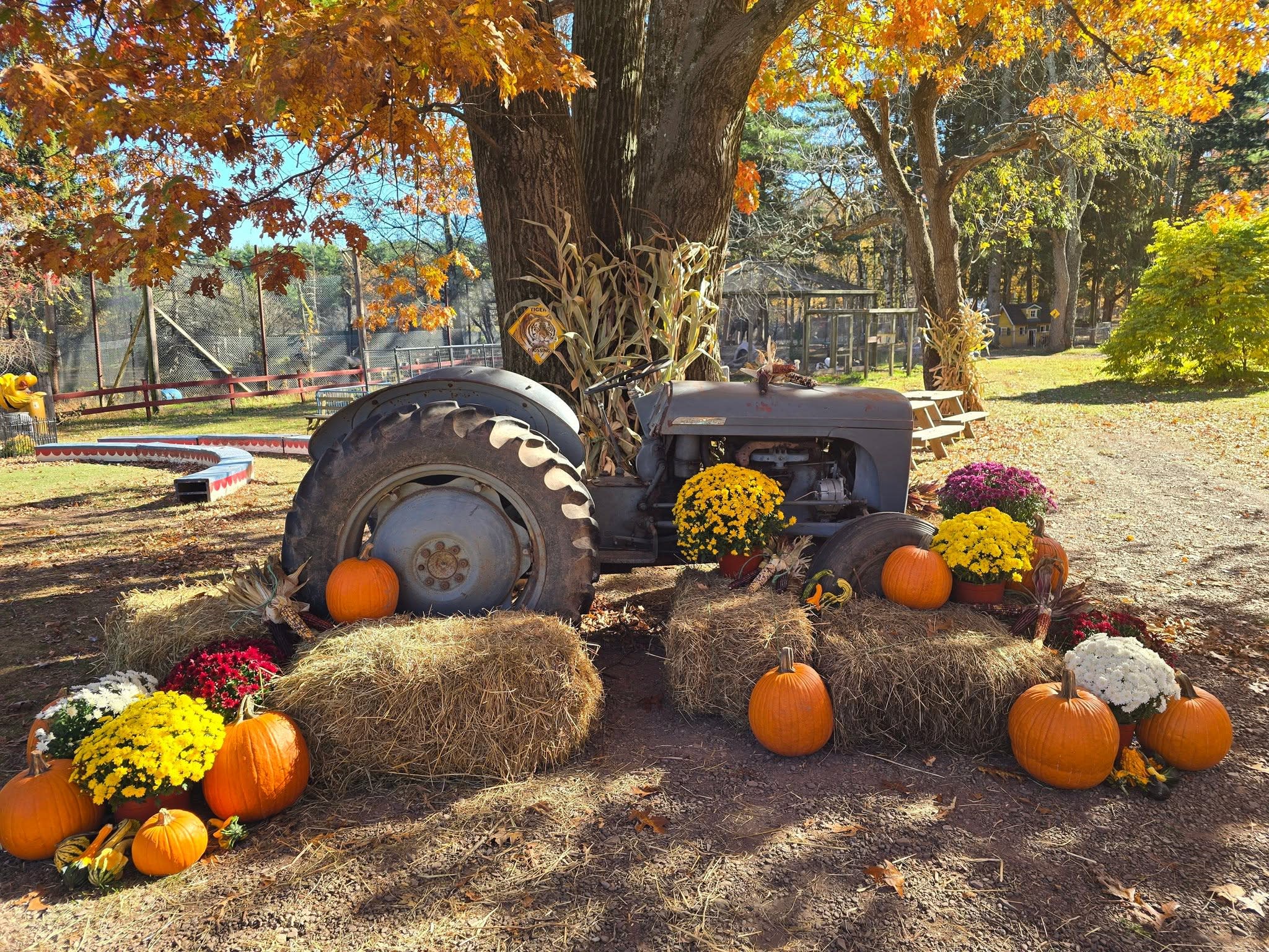 Fall Harvest Festival at Bailiwick Animal Park — image 1