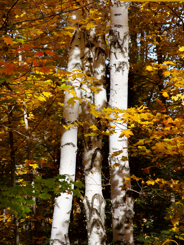 Autumn Seasonal Walk