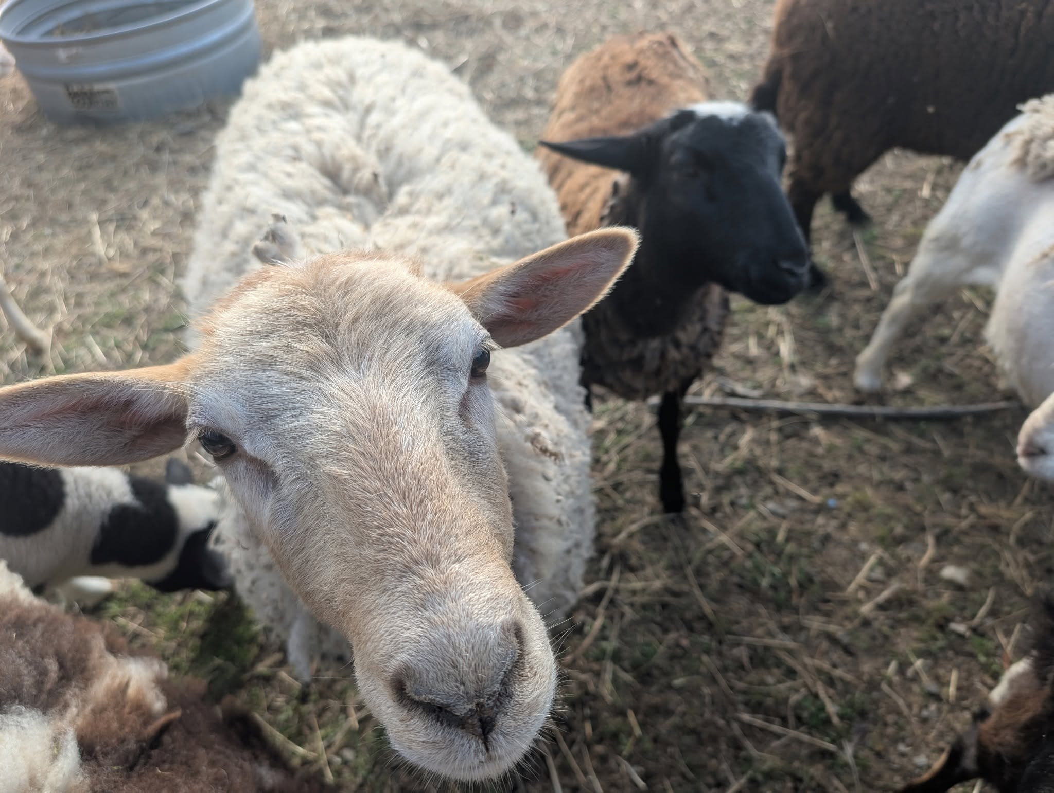 Fall Farm Day at Three Rivers Homestead — image 1