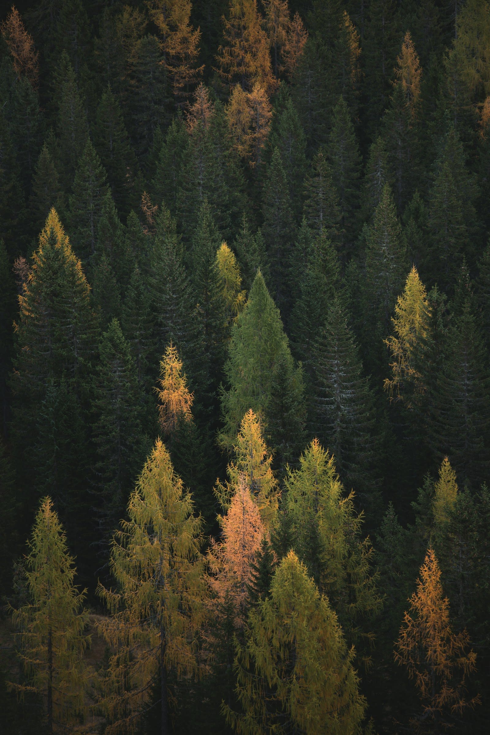 Fall Into the Colors