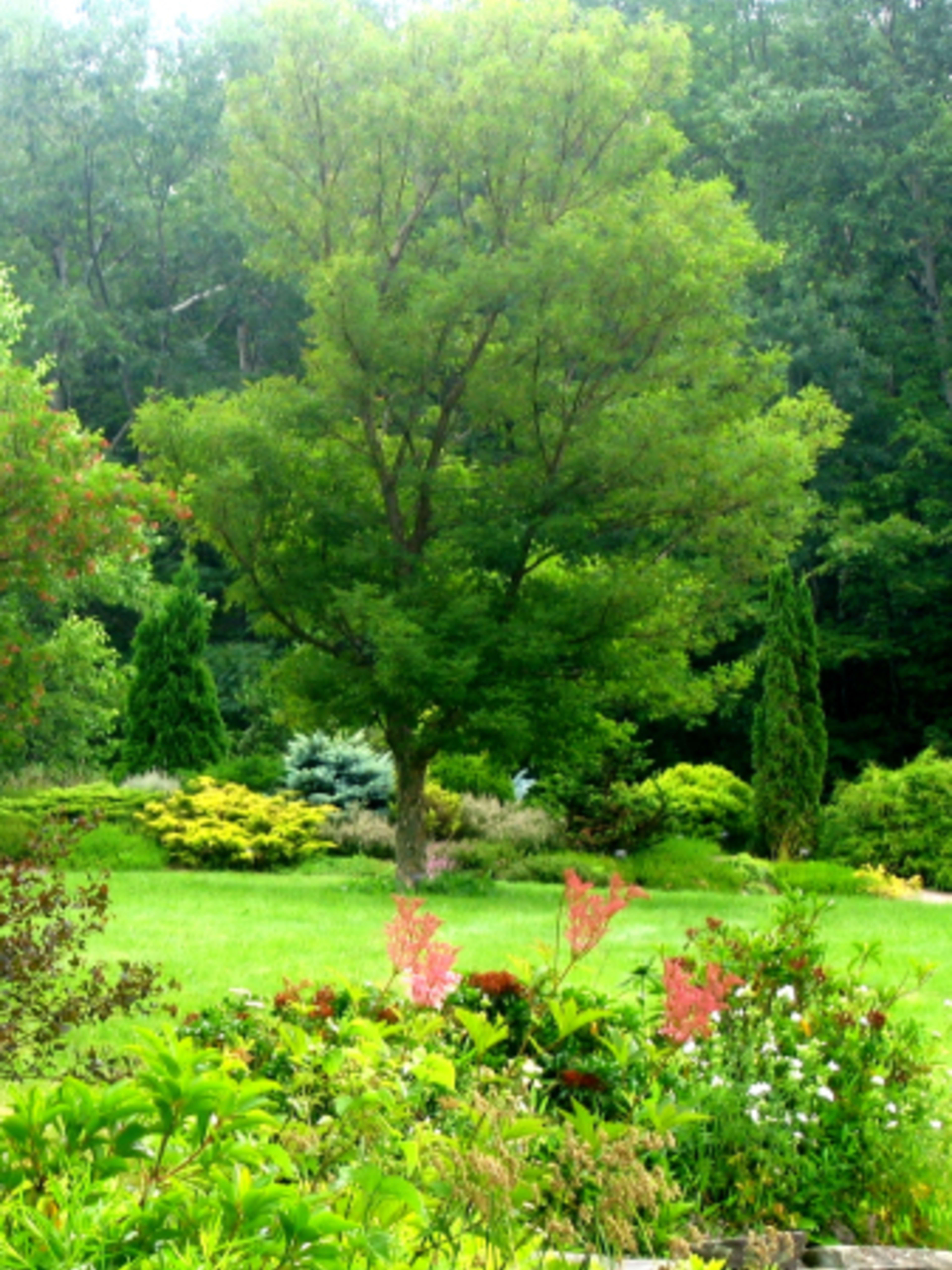Mountain Top Arboretum