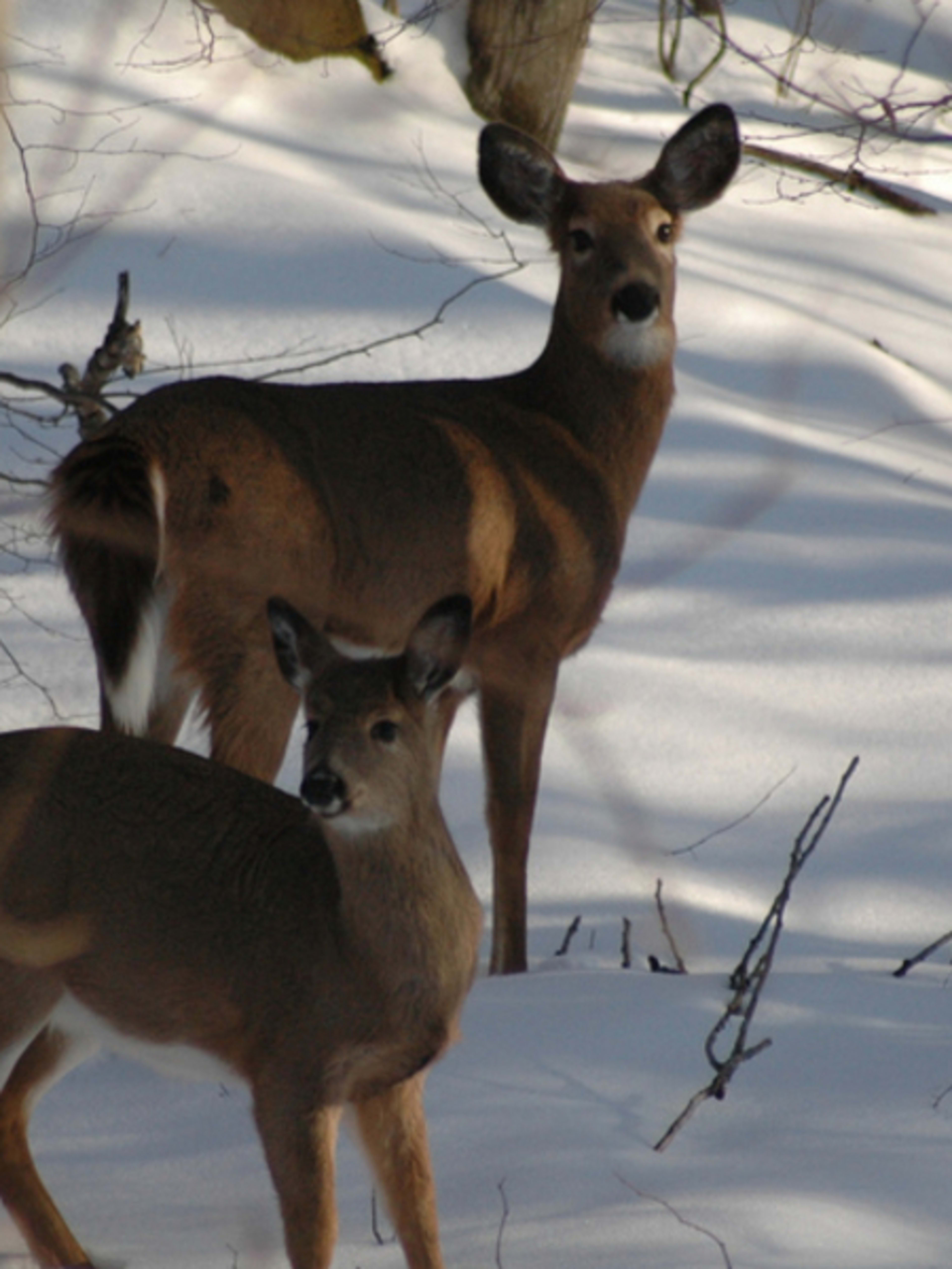 Hudson Valley Quality Deer Management