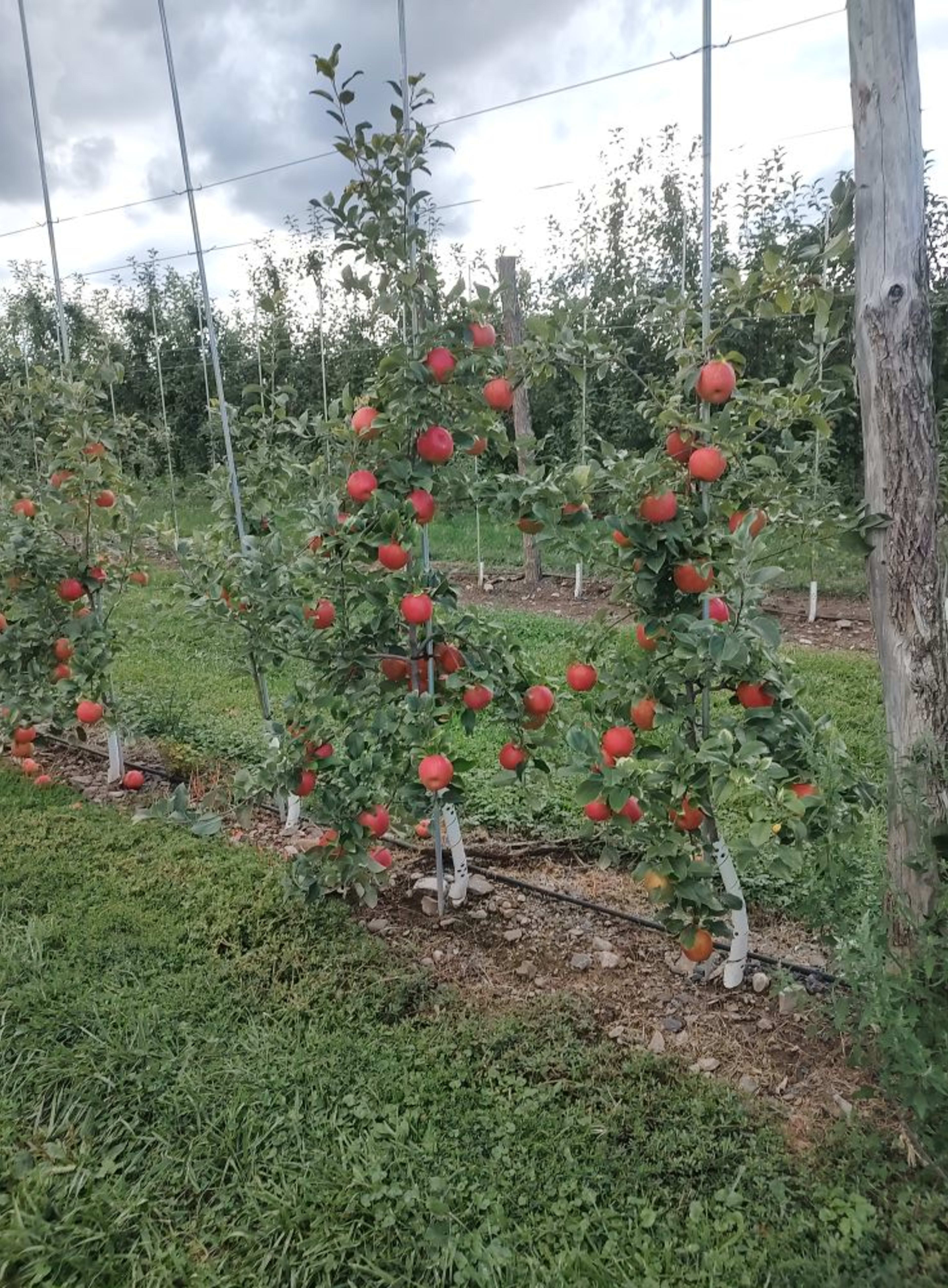 Boehm Farm — image 2
