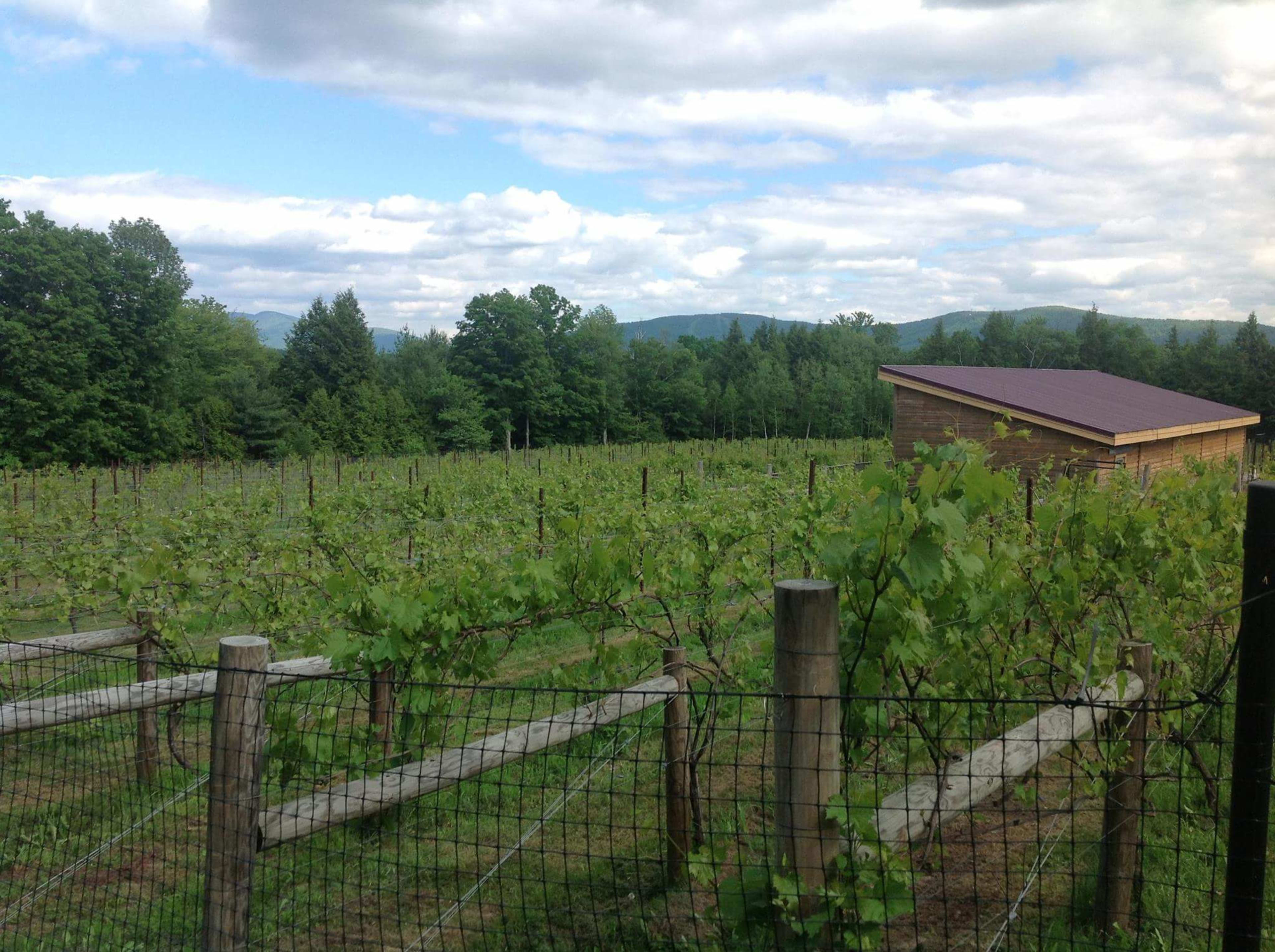 The Vineyard at Windham — image 2