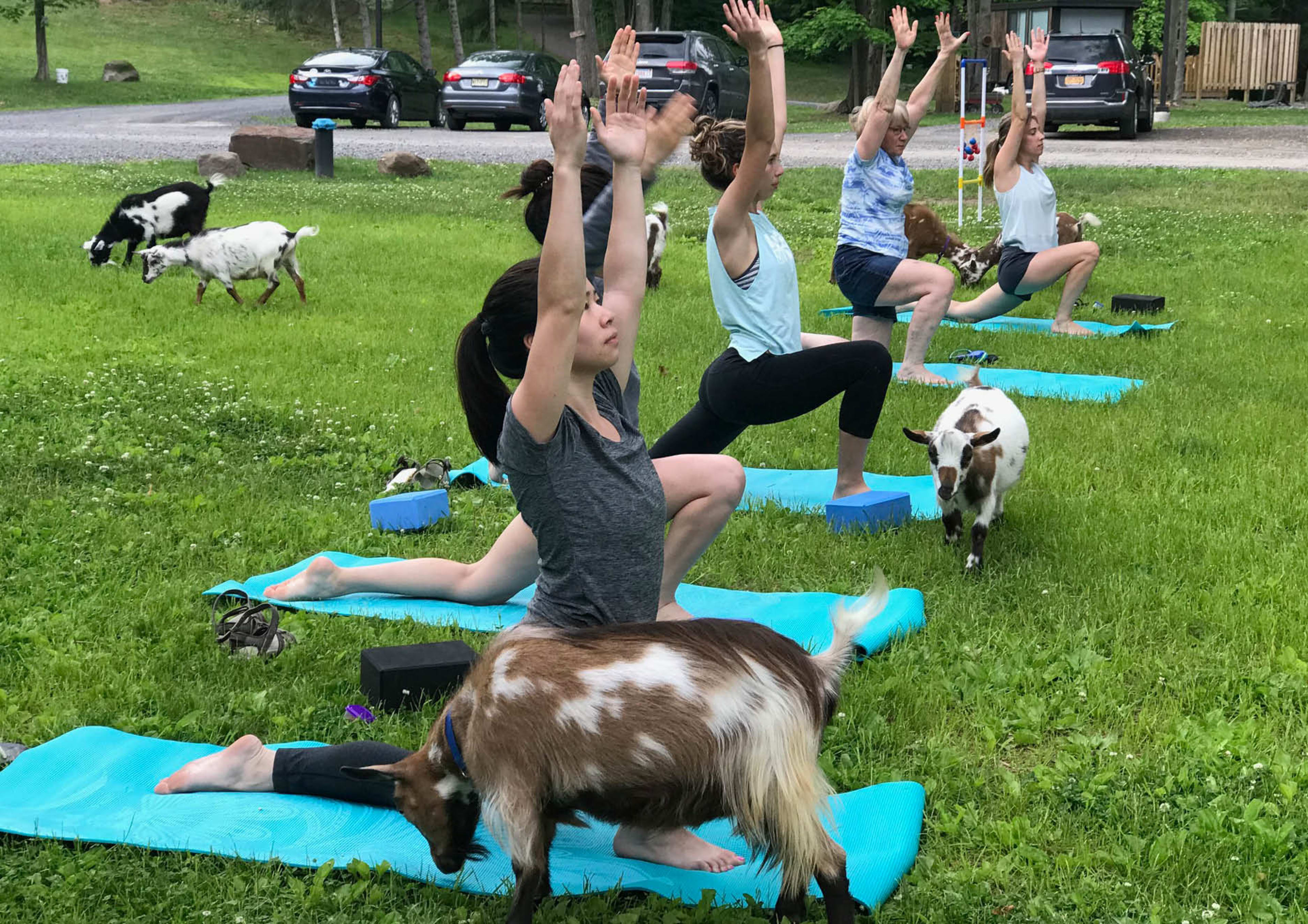 Goat Yoga at A Tiny House Resort