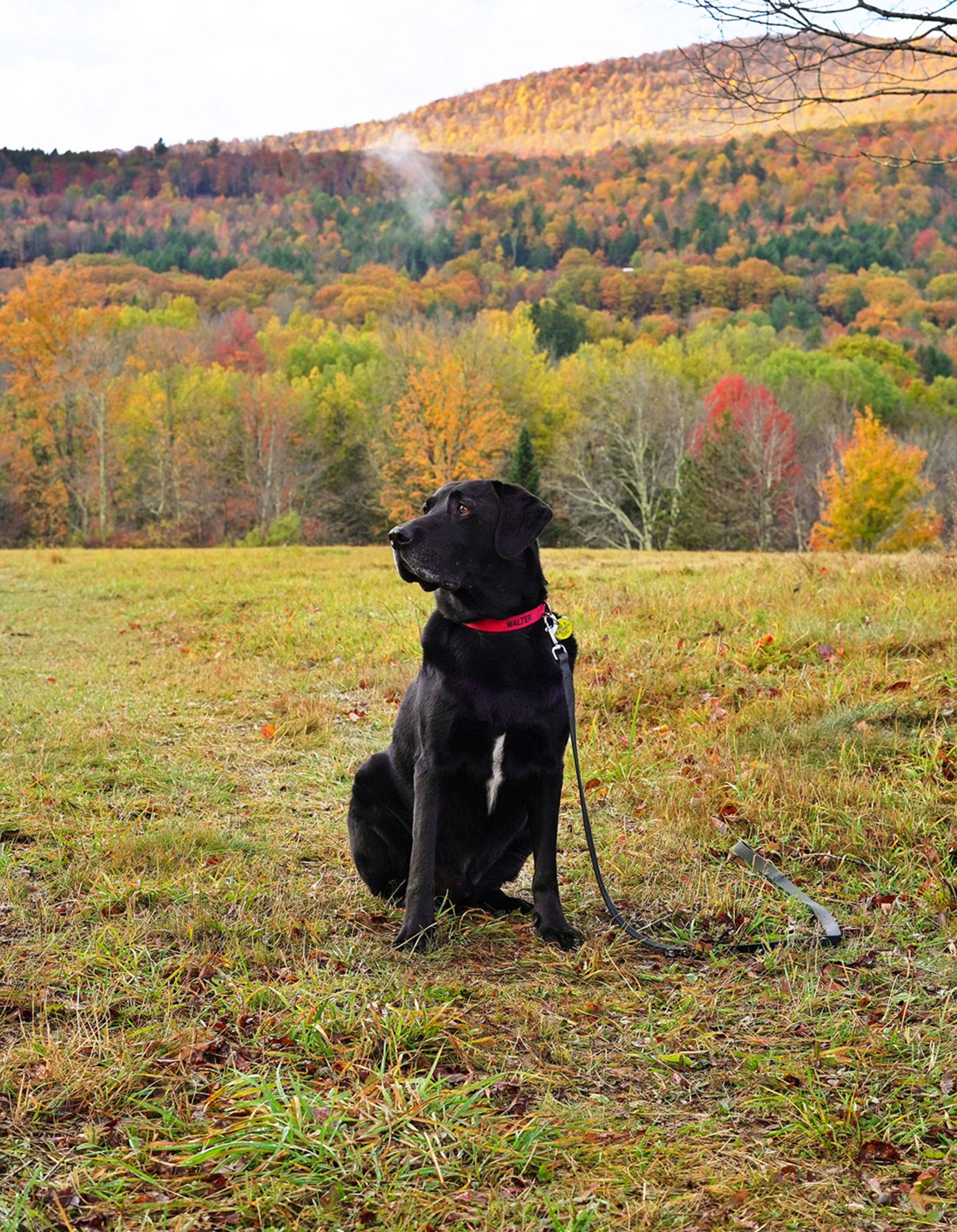 The Windham Path — image 2