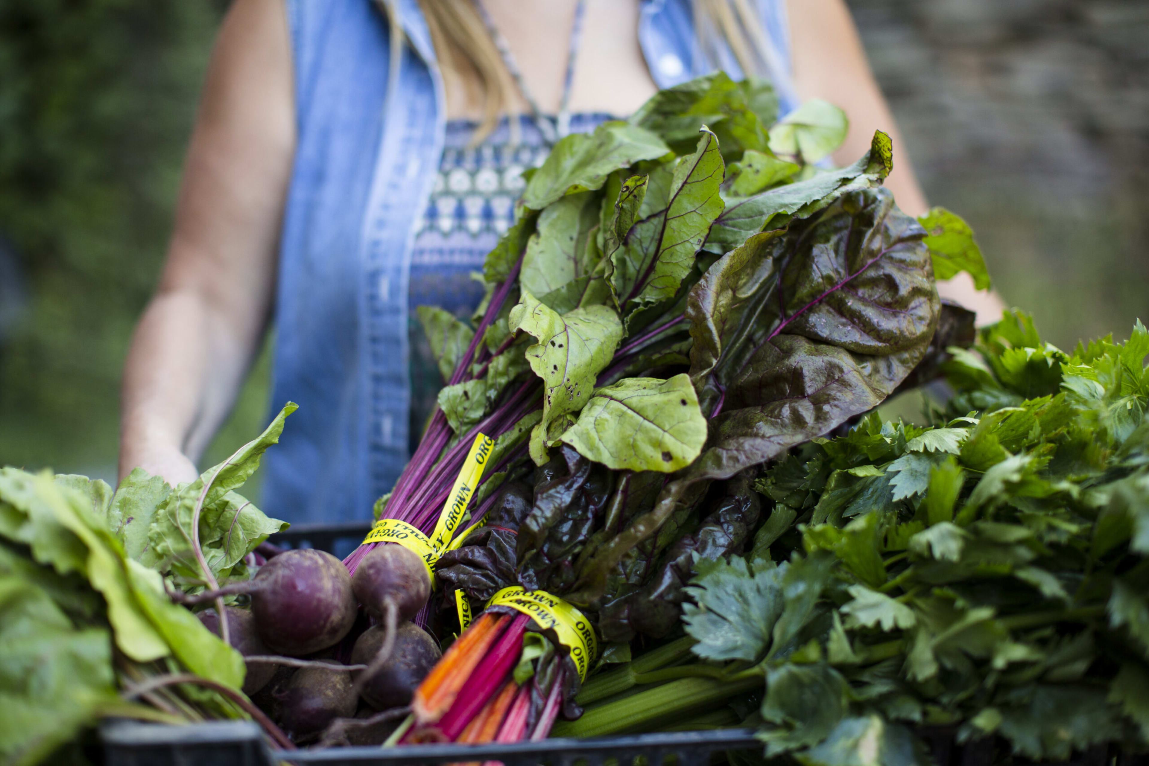 Farm-to-Table Dining in Greene County
