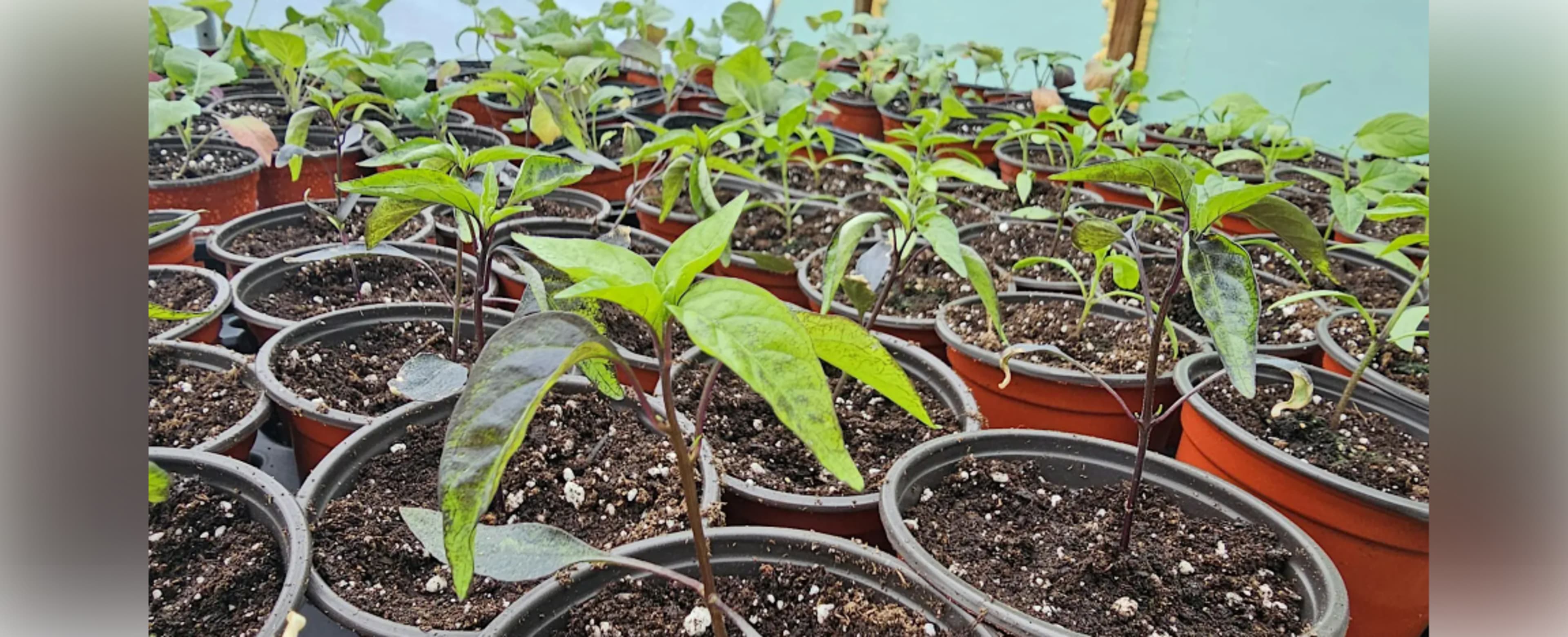 Master Gardener Spring Seedling Sale: Garden‑Tested Picks