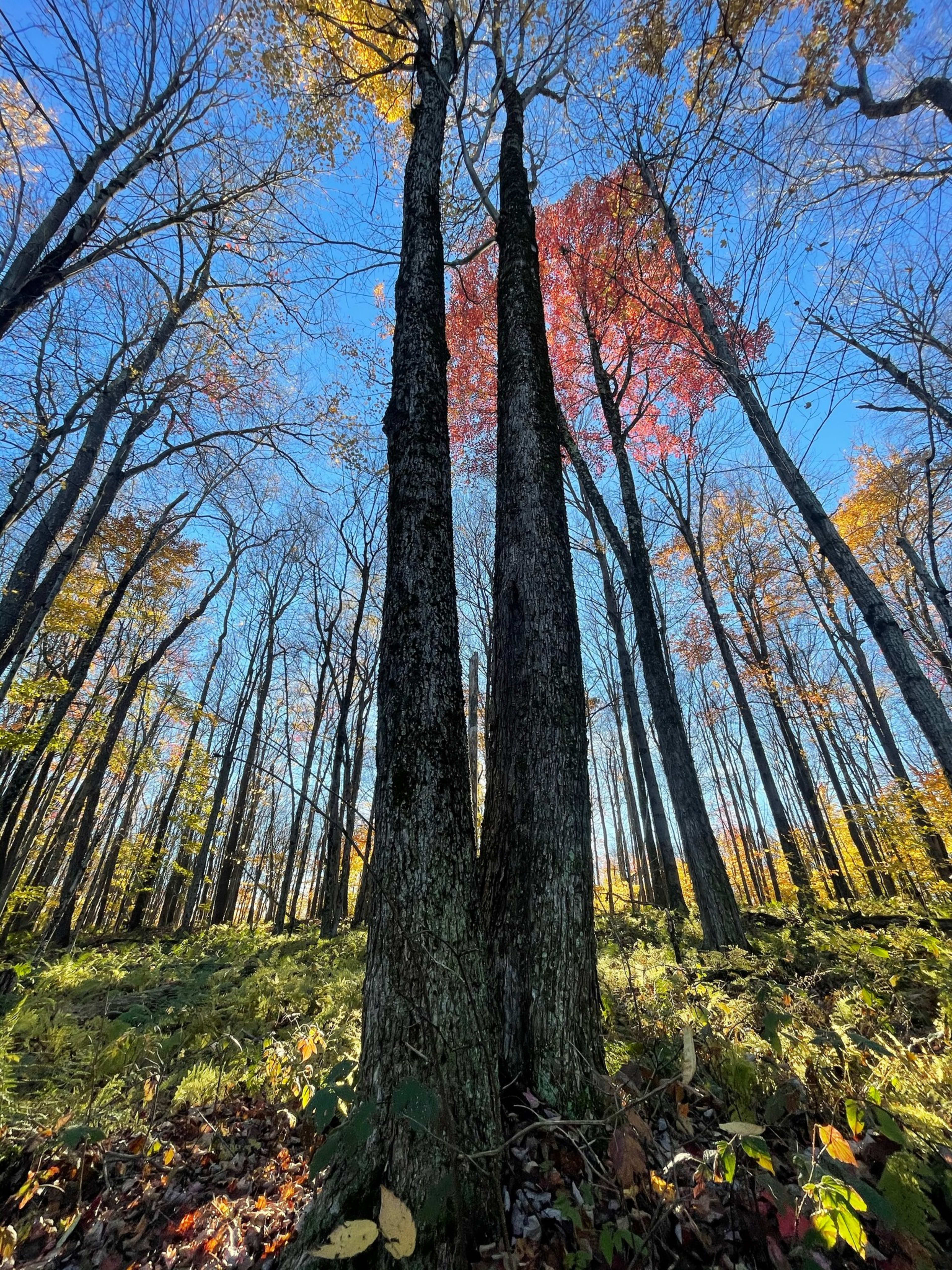 Siuslaw Model Forest — image 2