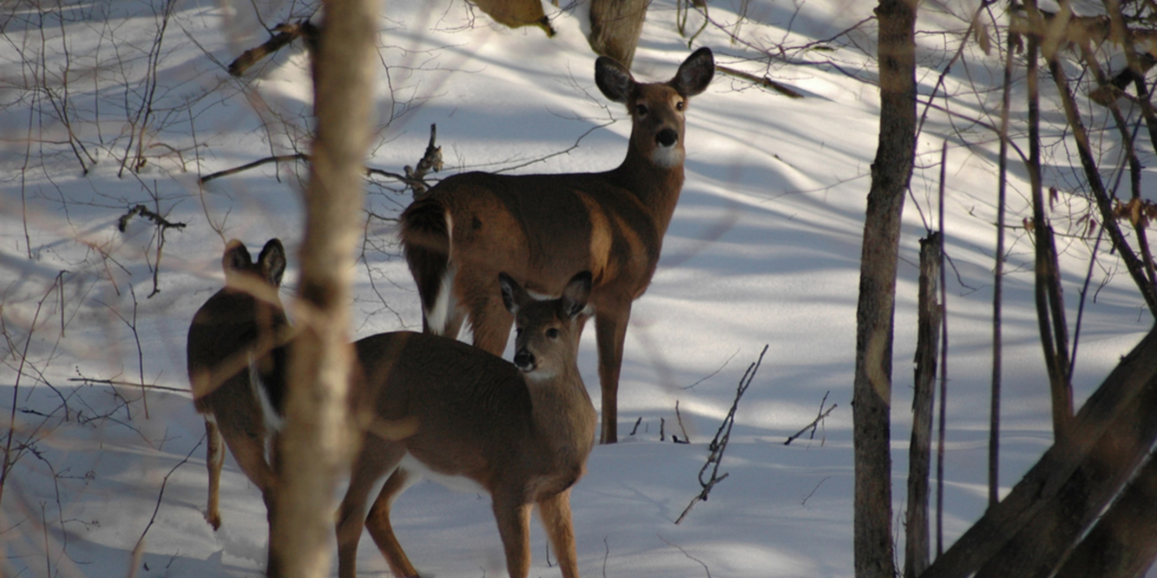 Hudson Valley Quality Deer Management