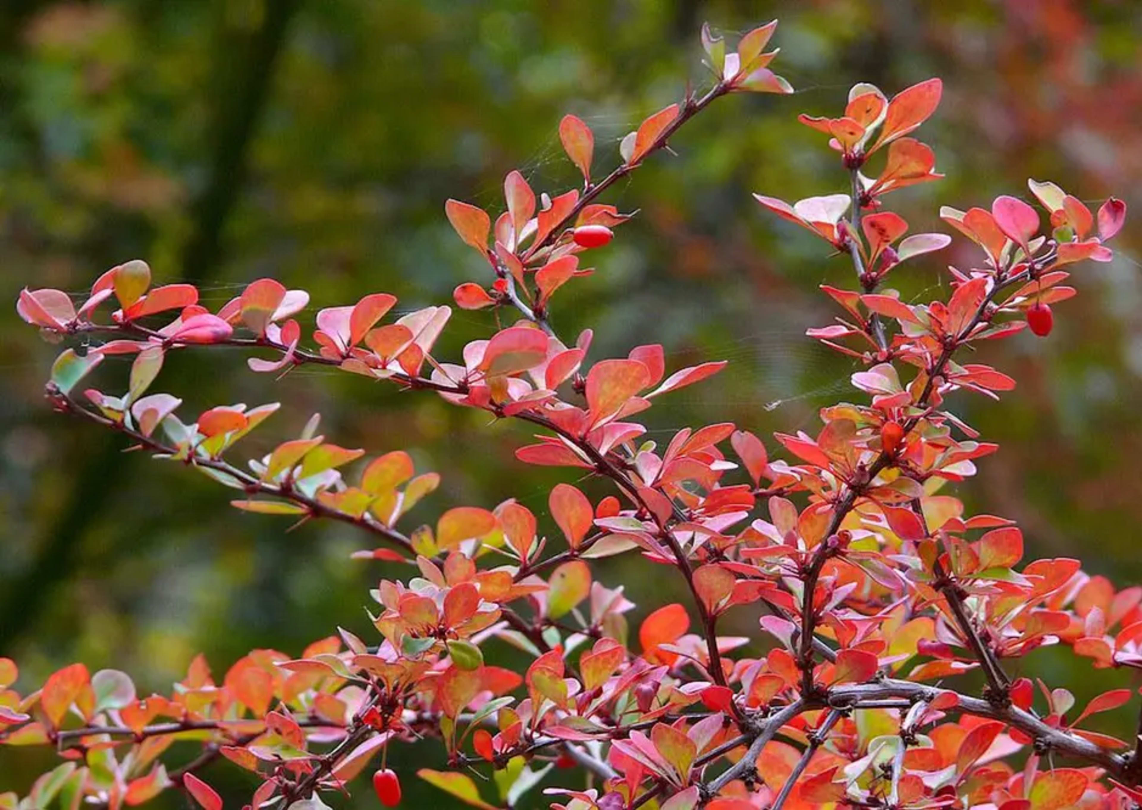Paint Making with Invasive Plants – Acra