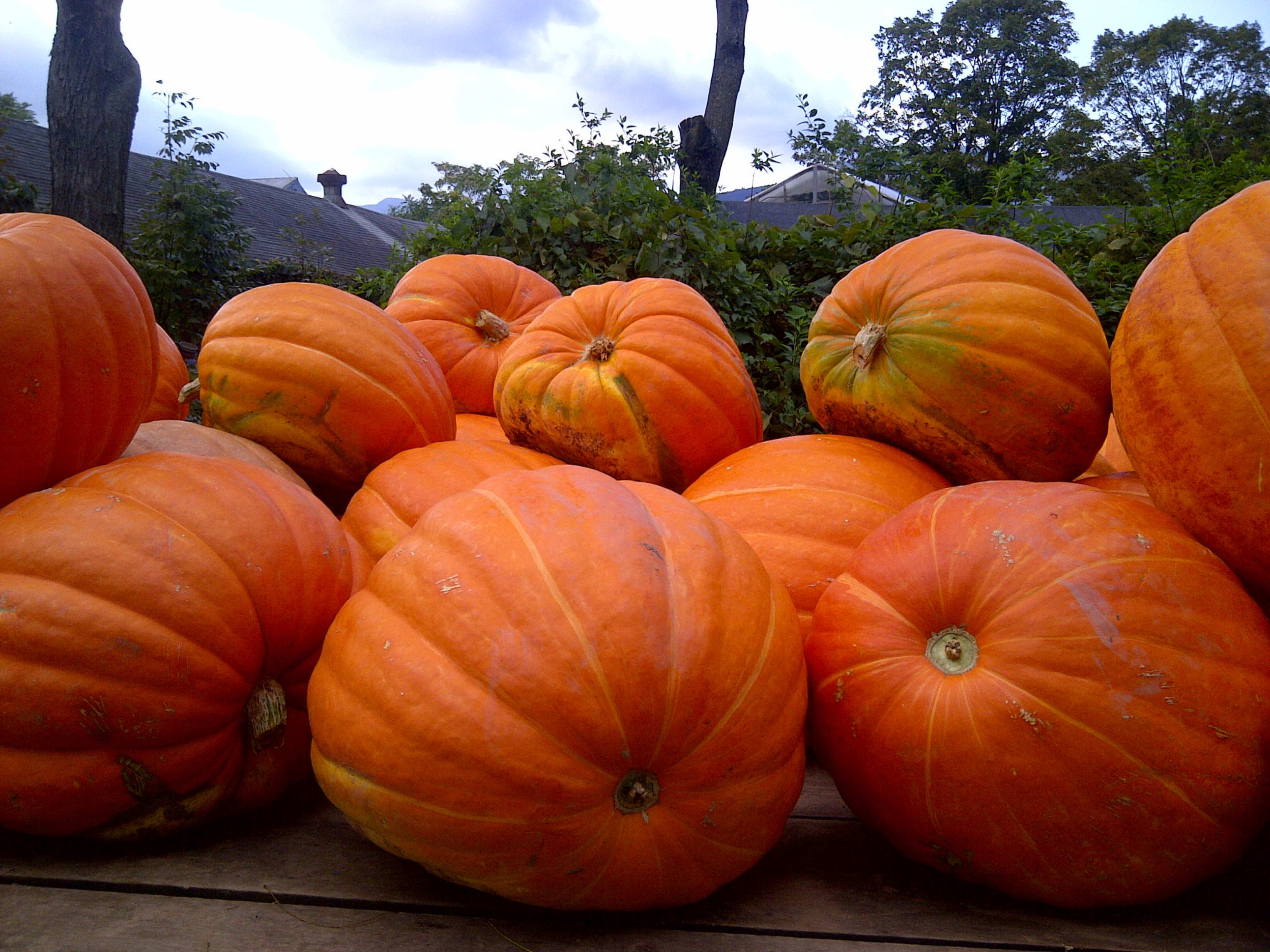 Story Farms — image 2